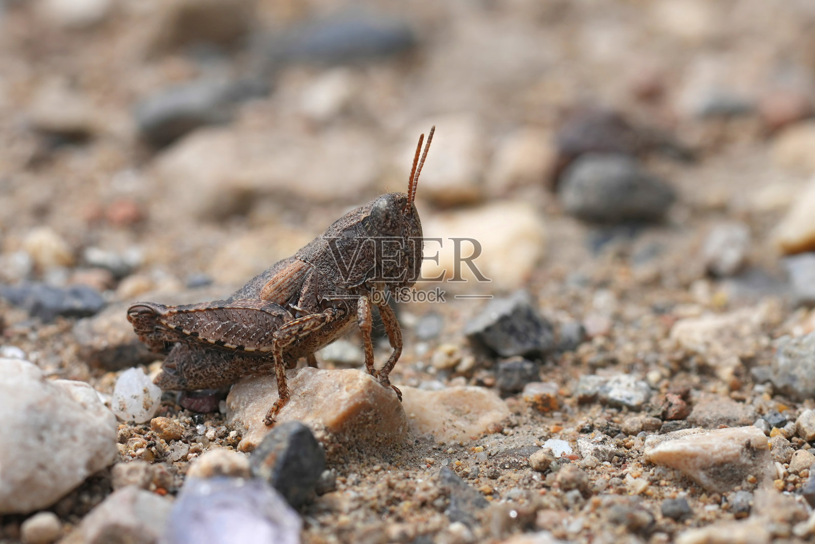 特写镜头下的深色欧洲普通马基蝗虫,Pezotettix giornae,坐在地面上照片摄影图片