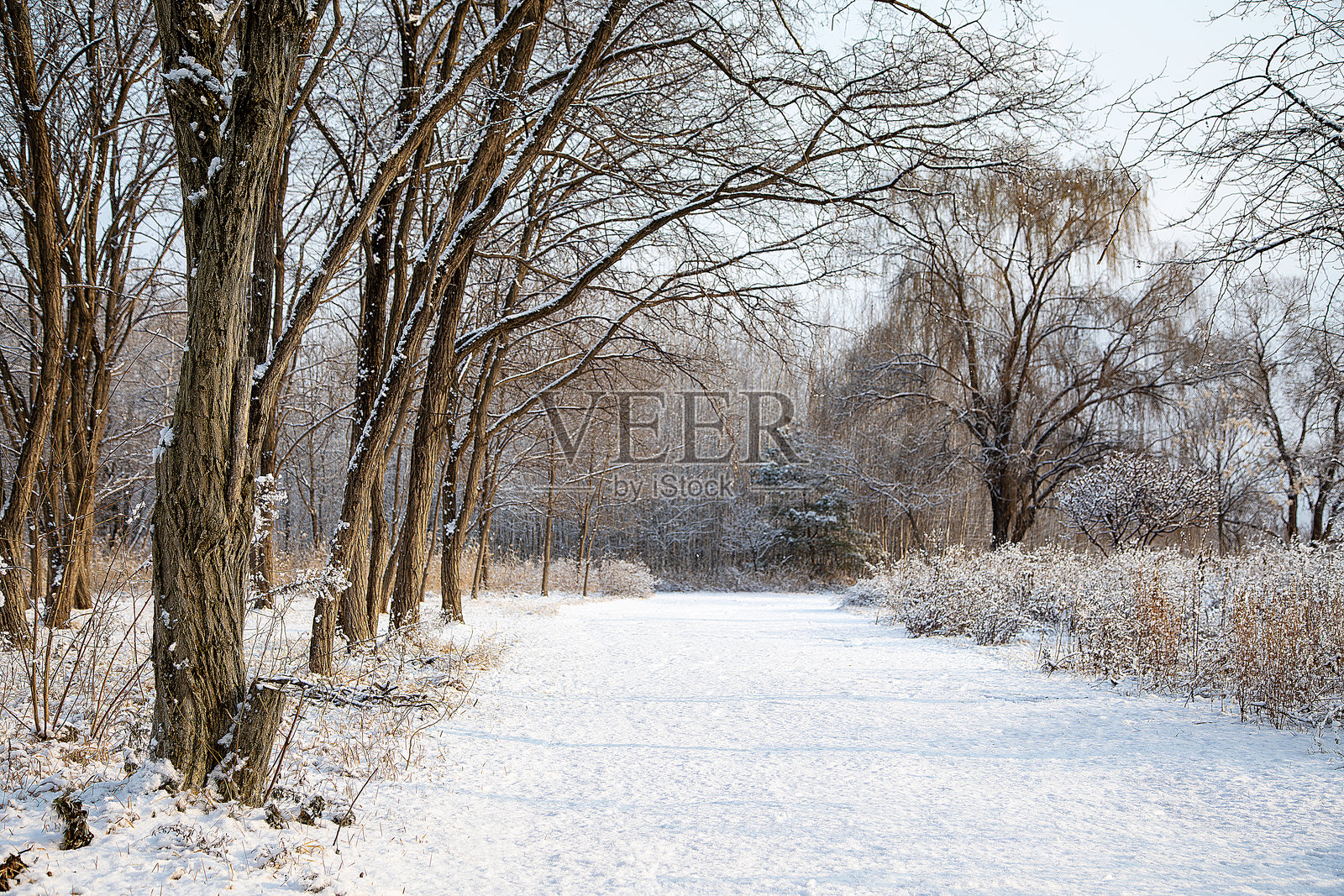 冬季风景照片摄影图片