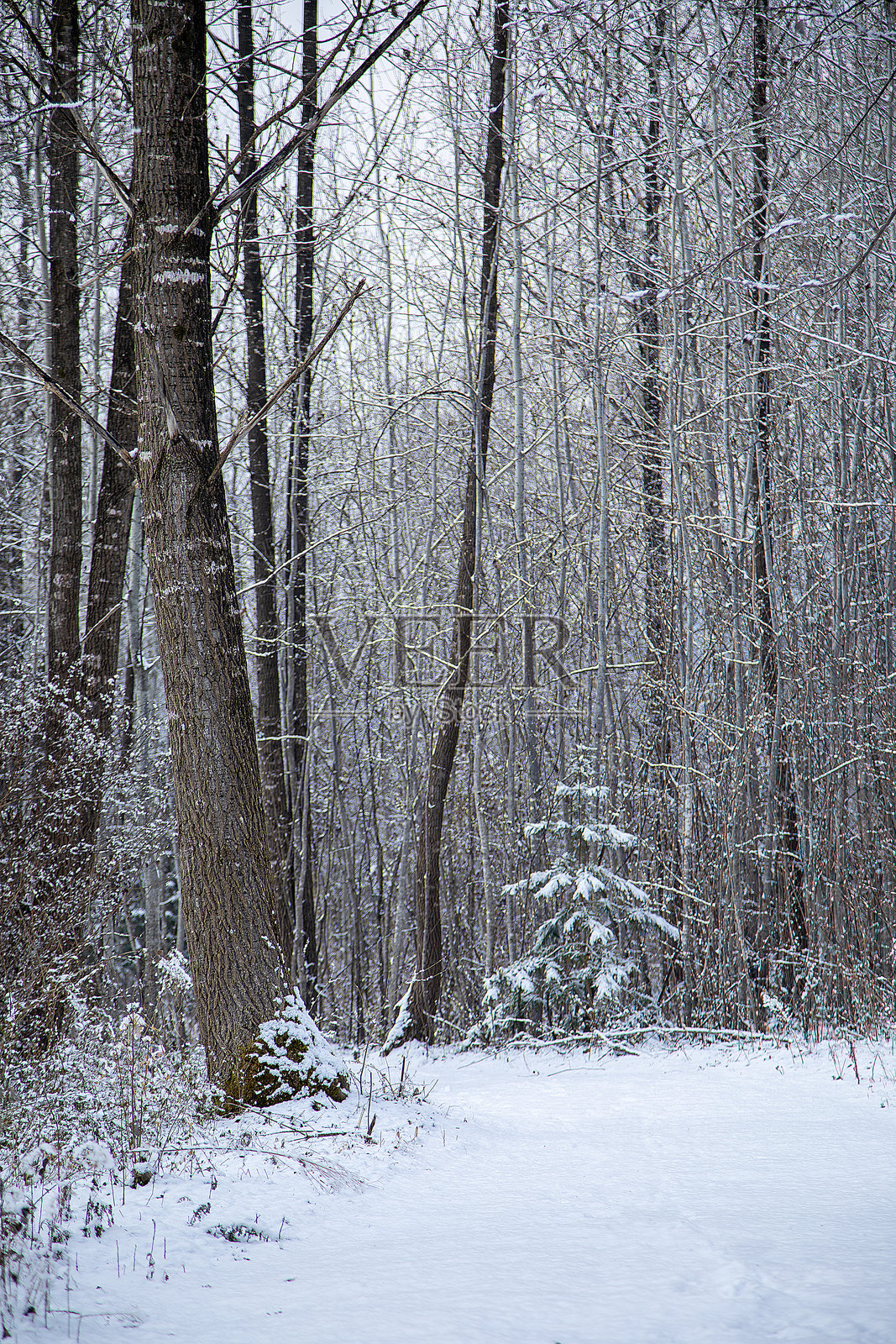 冬季风景照片摄影图片