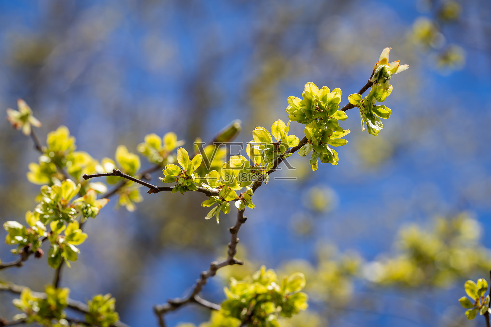 白杨或苏格兰榆树(Ulmus glabra)。春季背景。照片摄影图片