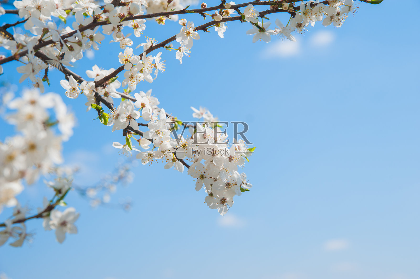 白色花朵的树枝映衬在晴朗的蓝天上。照片摄影图片