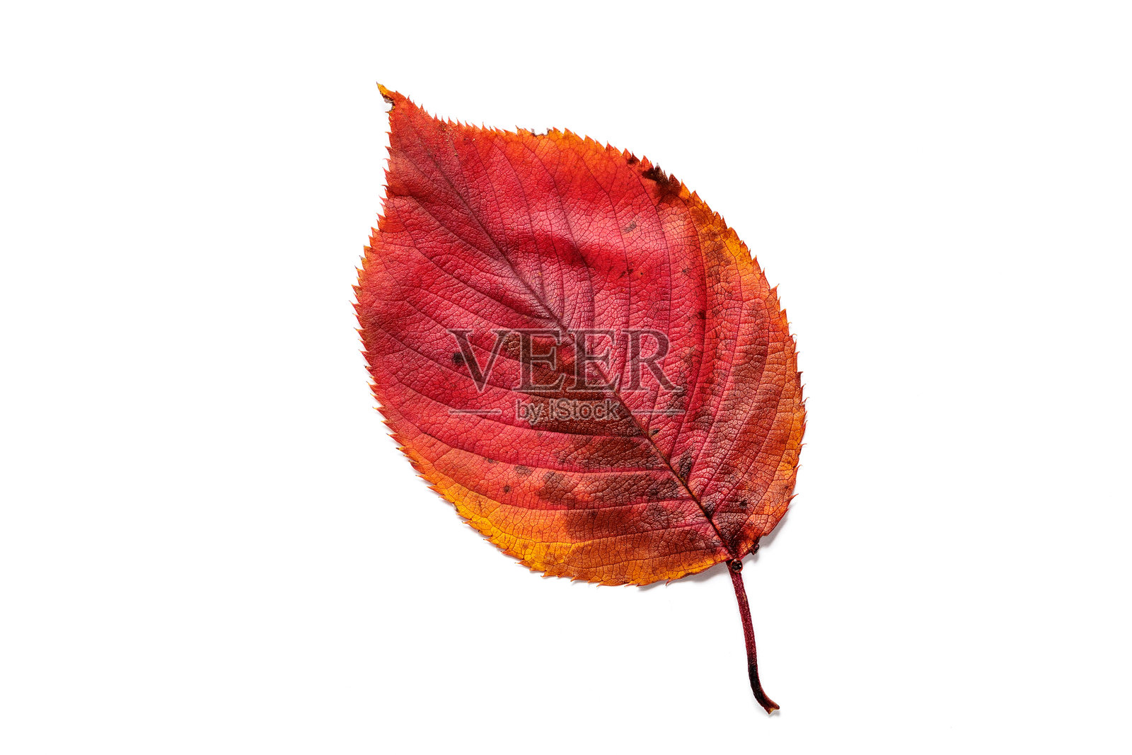 美丽的秋季樱花树叶。照片摄影图片