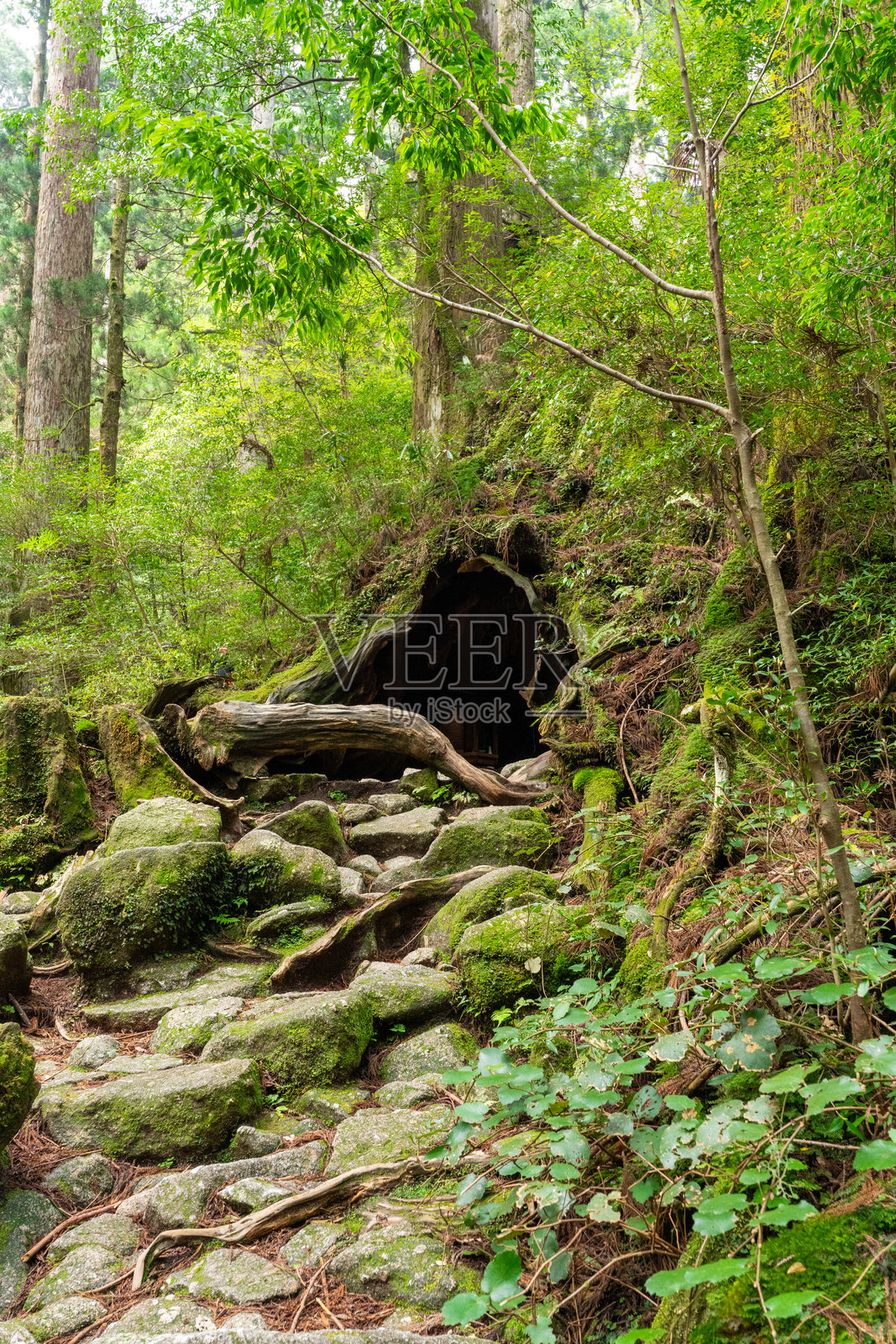 屋久岛的威尔逊股票公司外景照片摄影图片