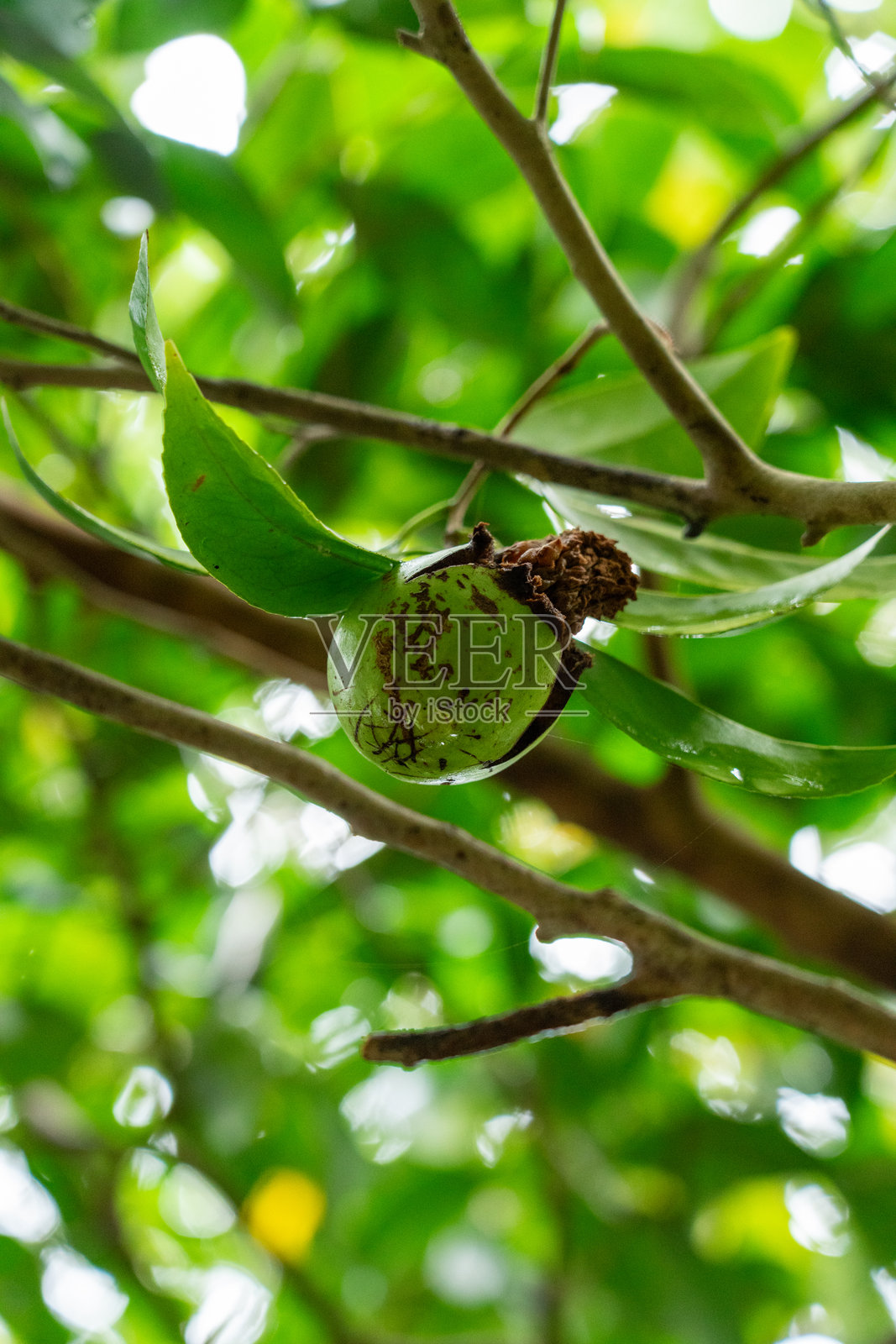 屋久岛的四季榕树公园中的大果山茶花照片摄影图片