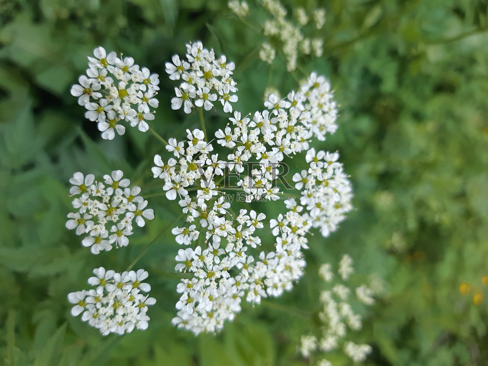公园中白色开花植物的特写照片摄影图片