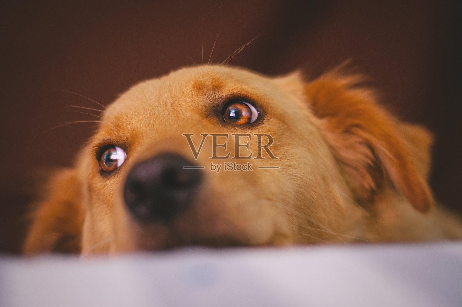 狗在家中放松,侧身望向远方的特写镜头照片摄影图片