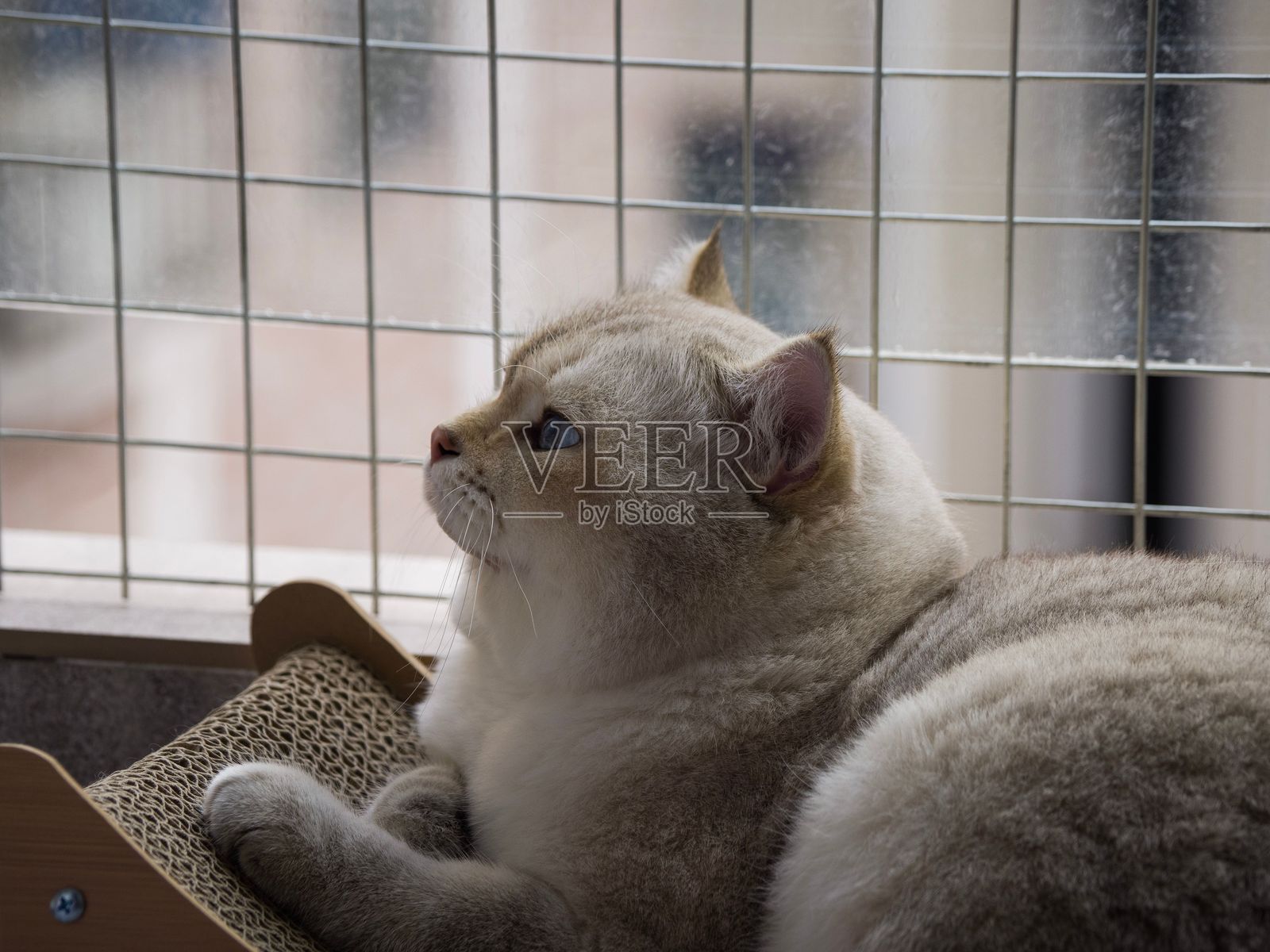 一只可爱的蓝眼猫在窗边的抓挠柱上休息,背景有金属格栅。照片摄影图片