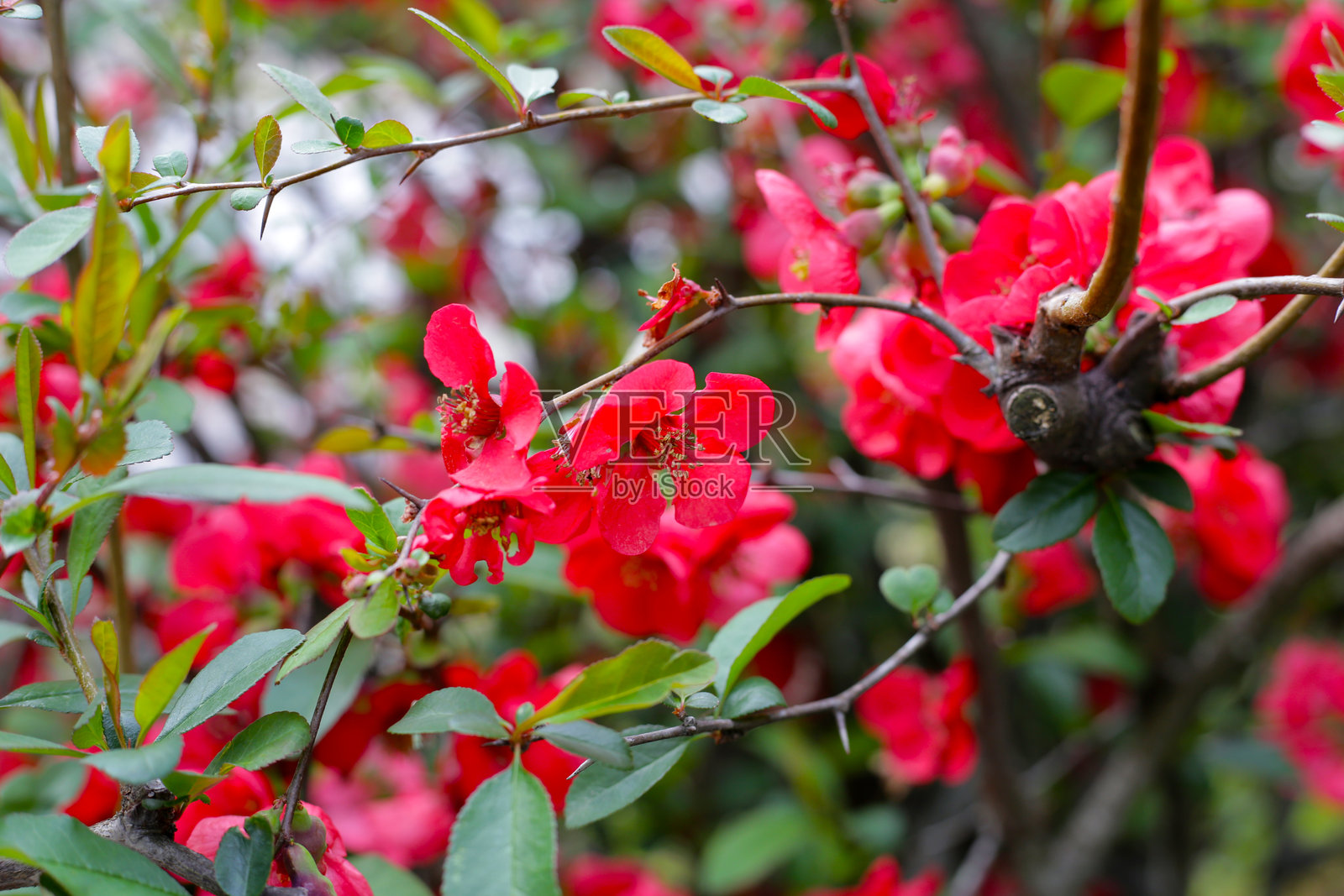 红色榅桲花与绿色叶子照片摄影图片