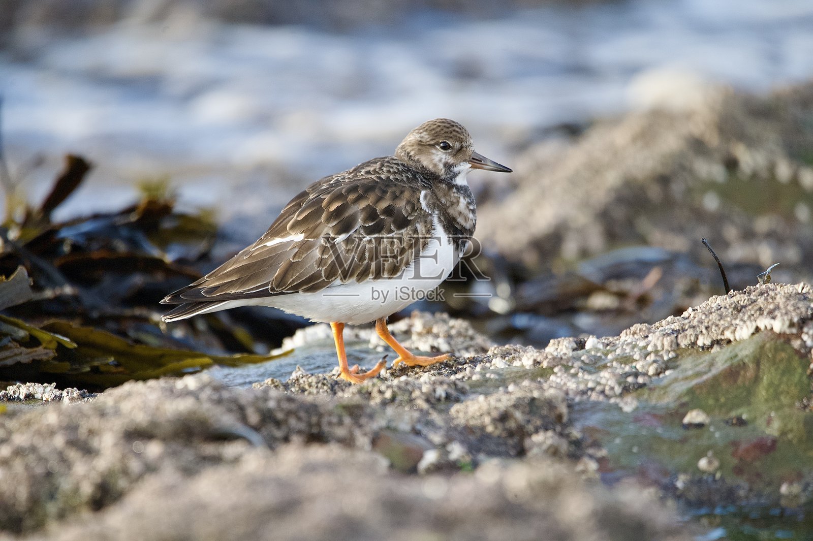 红胸鹬栖息在海滩上的岩石上照片摄影图片