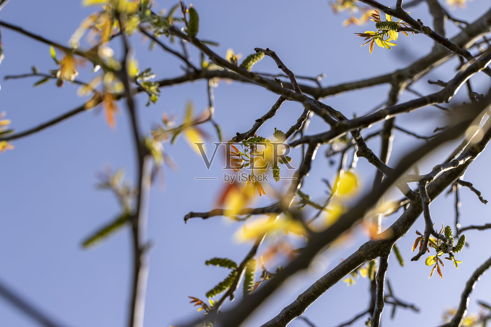 阳光明媚的核桃 orchard照片摄影图片