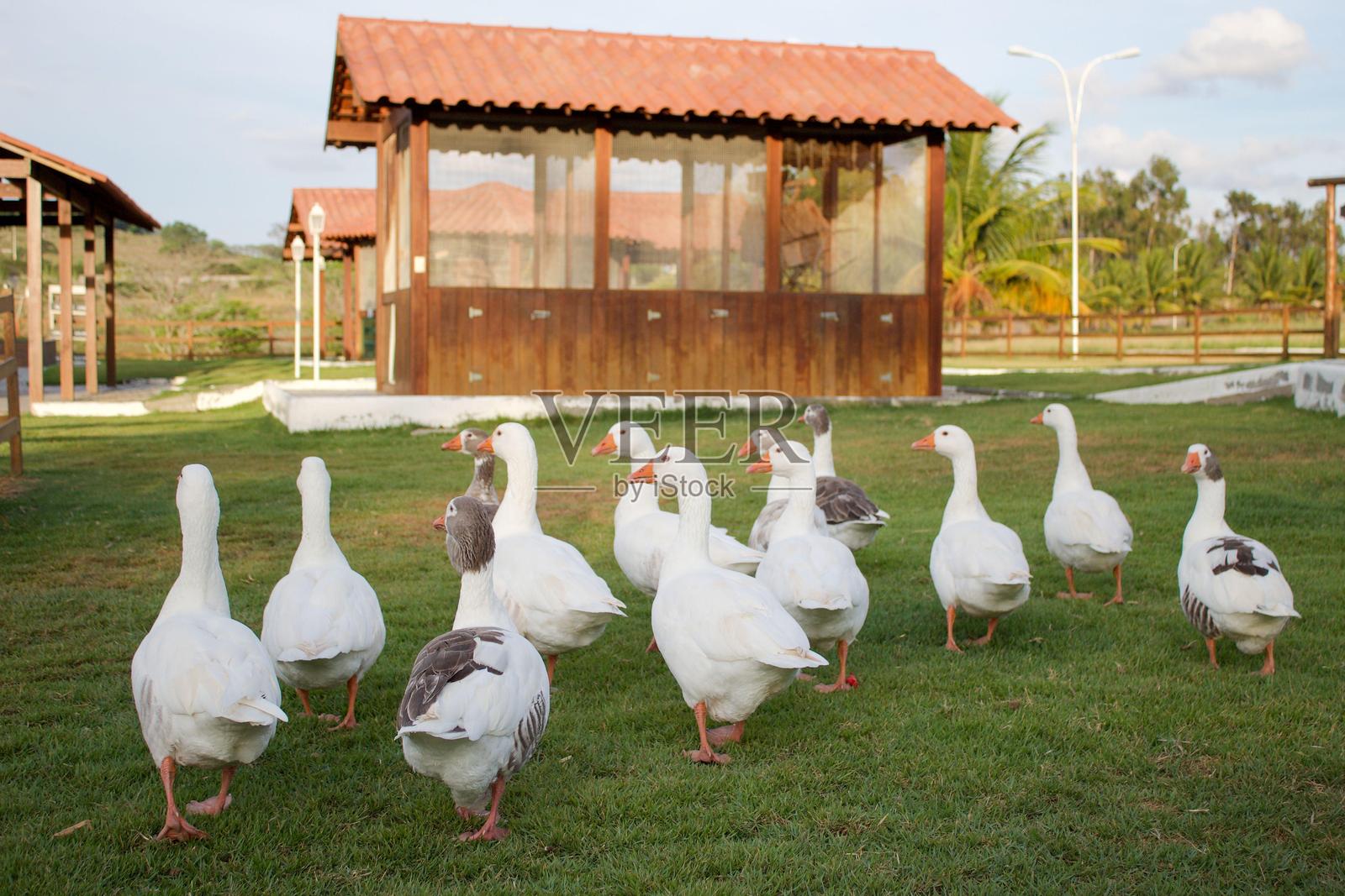 农场上的鹅照片摄影图片