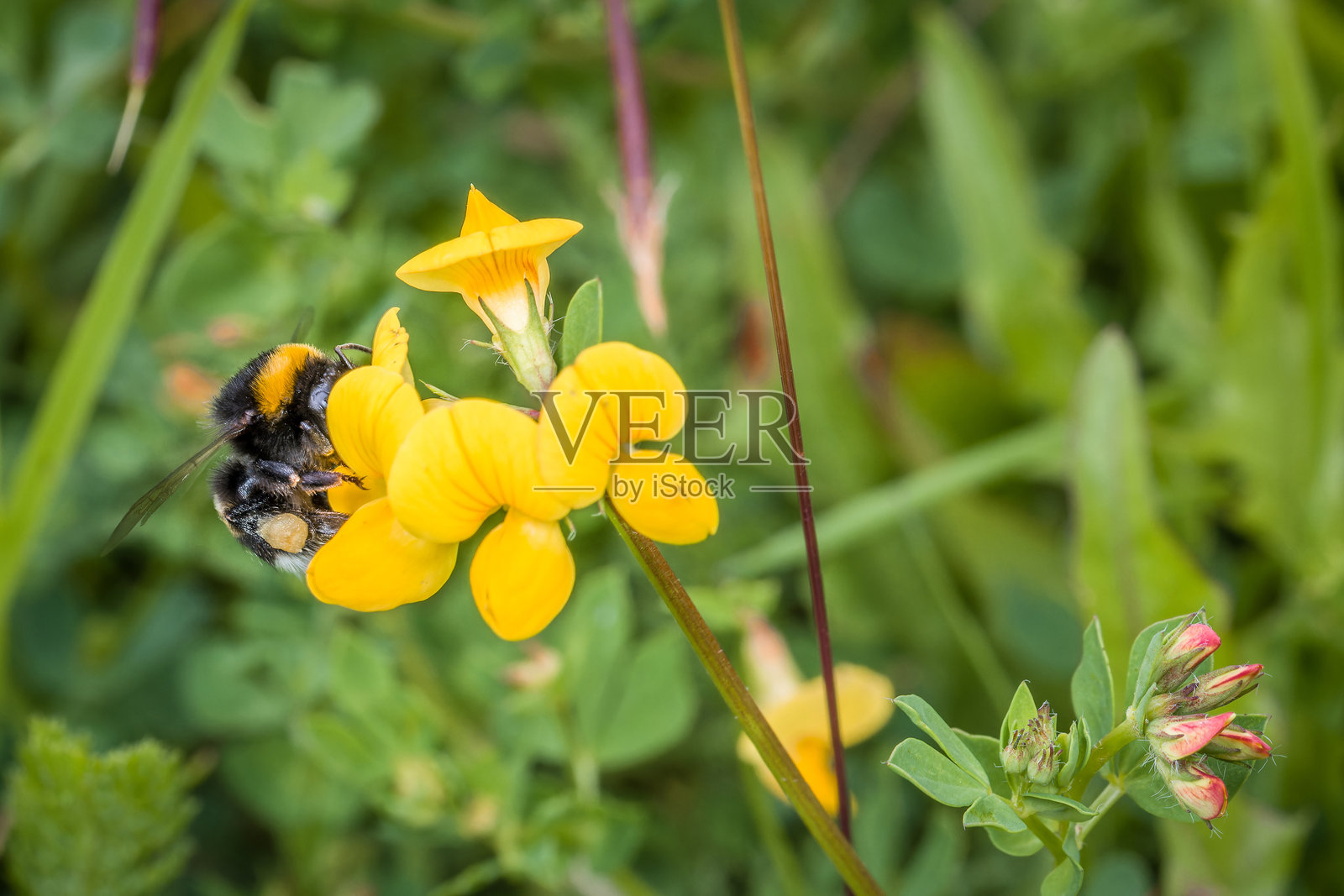 春天的黄色花朵与黄色叶子,蜜蜂正在采集花蜜,德国照片摄影图片