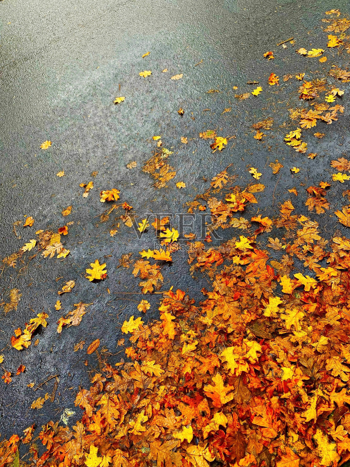 地上的树叶照片摄影图片