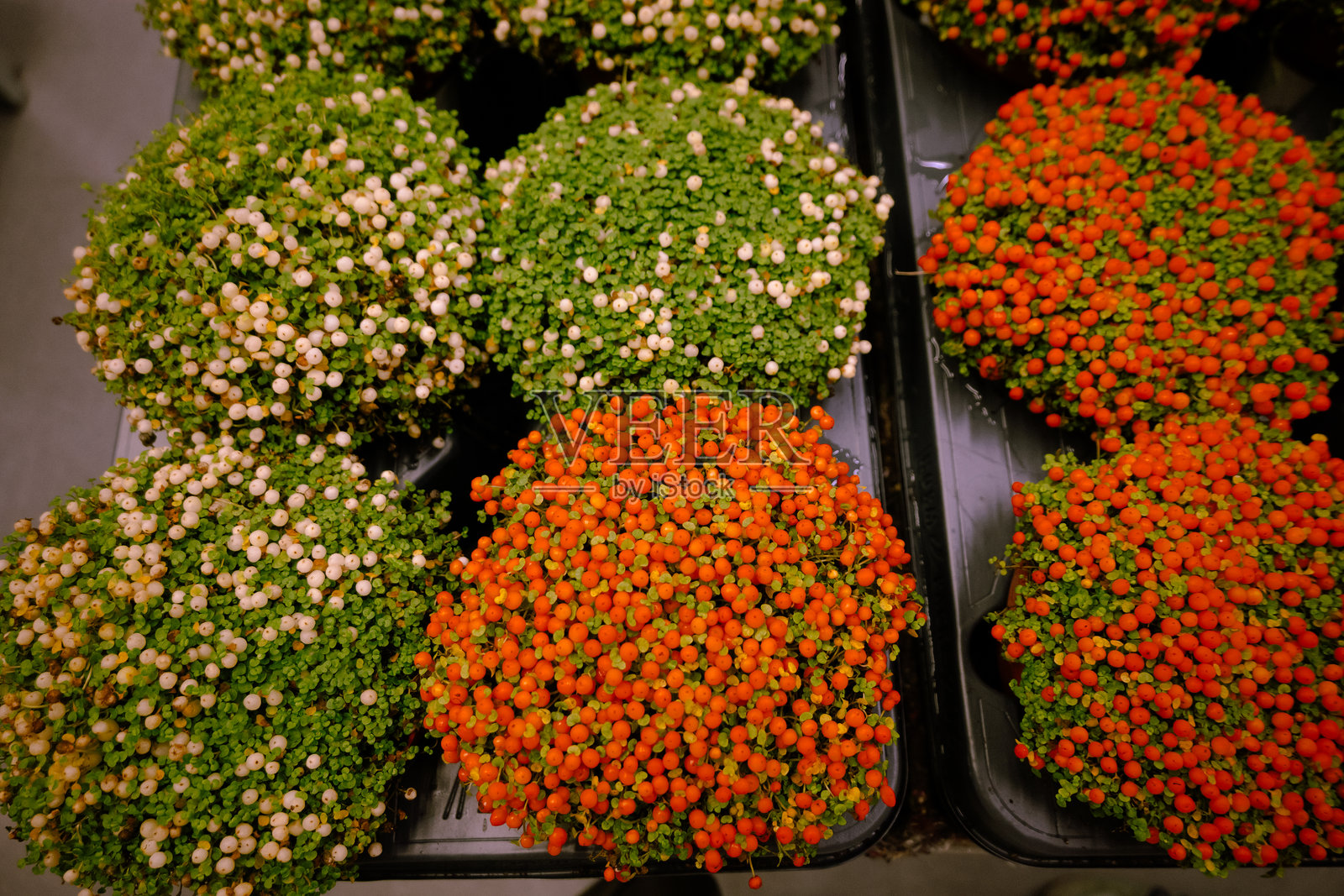 珊瑚珠植物和针垫植物的Nertera granadensis,英文名为婴儿眼泪,作为家居生态植物的概念。与室内植物一起的环保生活。橙色和白色浆果与绿色苔藓。照片摄影图片