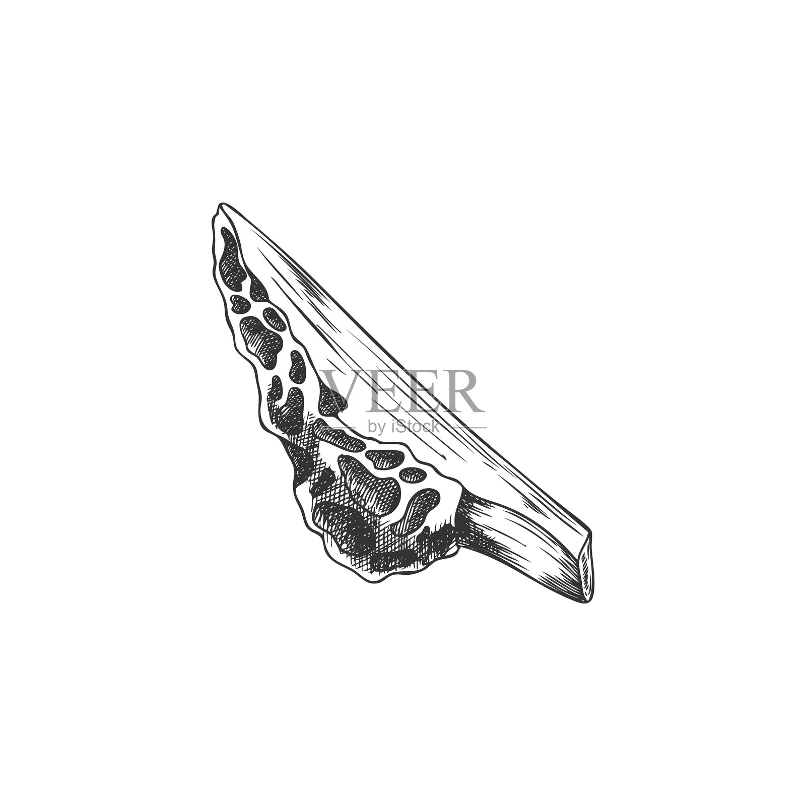 手绘切片的羊肚菌雕刻矢量草图,生长在森林中的原始真菌,海绵状的菌盖,自然食品羊肚菌。插画图片素材