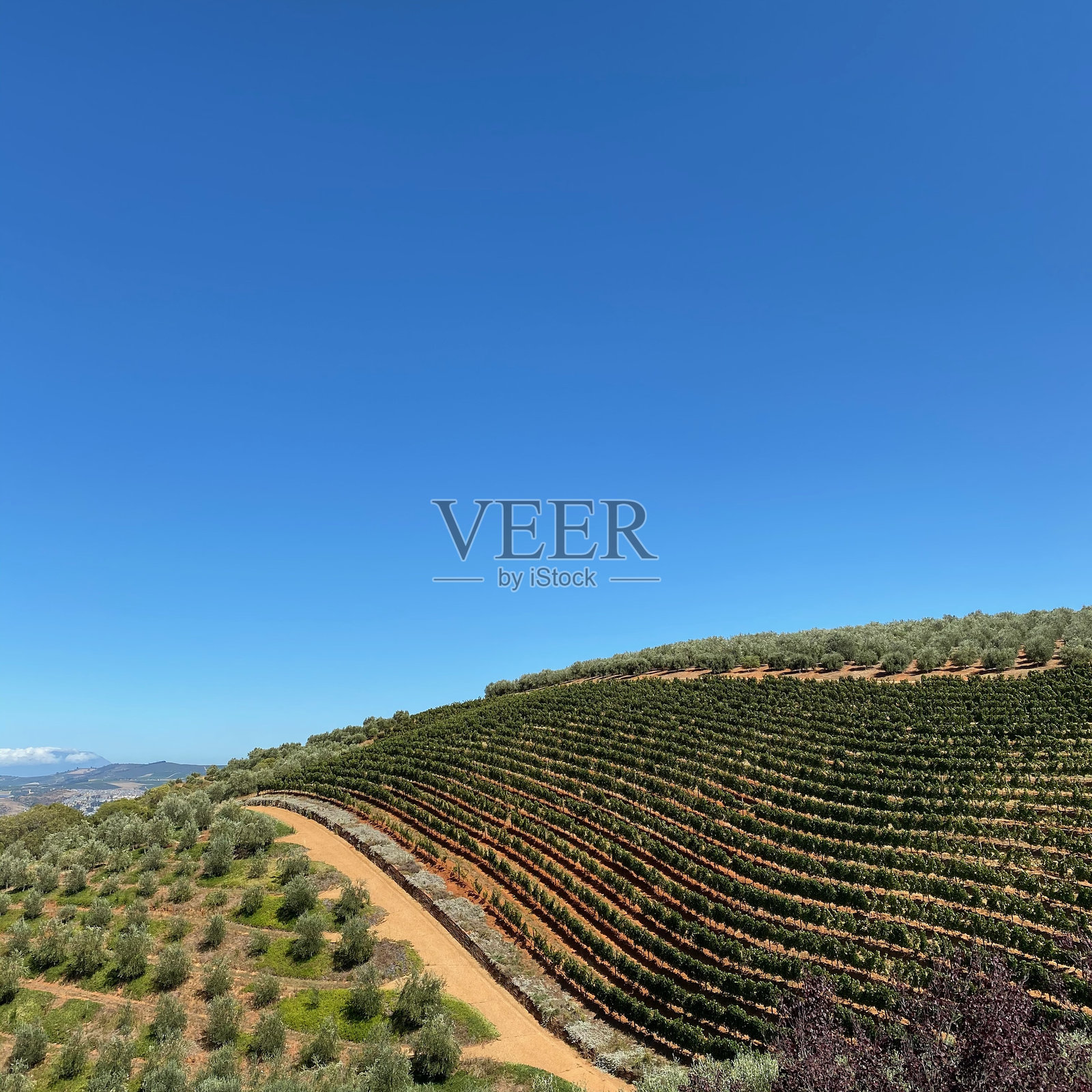 南非的葡萄园照片摄影图片