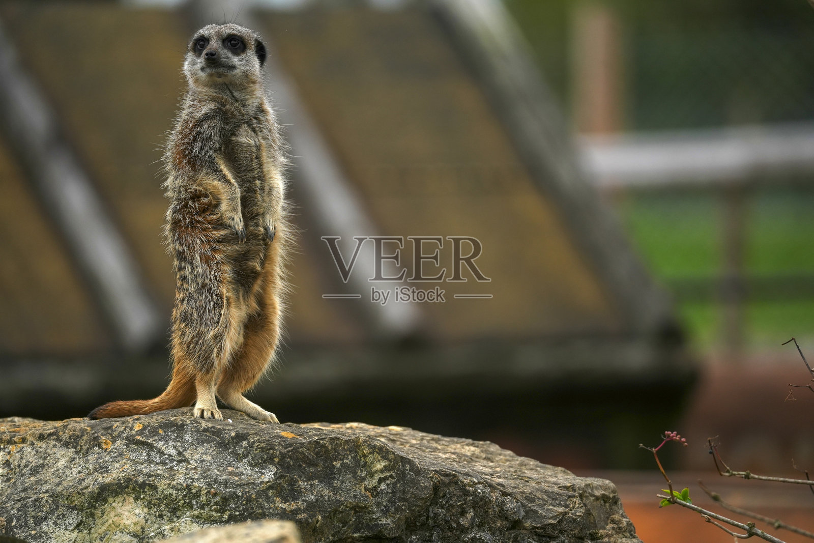 一只警惕的狐獴在动物园围栏中高高站立,警惕地守卫着。照片摄影图片