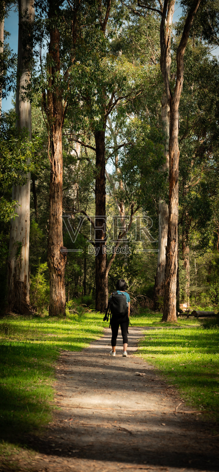 在澳大利亚维多利亚州希尔斯维尔的马鲁达水库公园,女人在森林中漫步的真实场景照片摄影图片