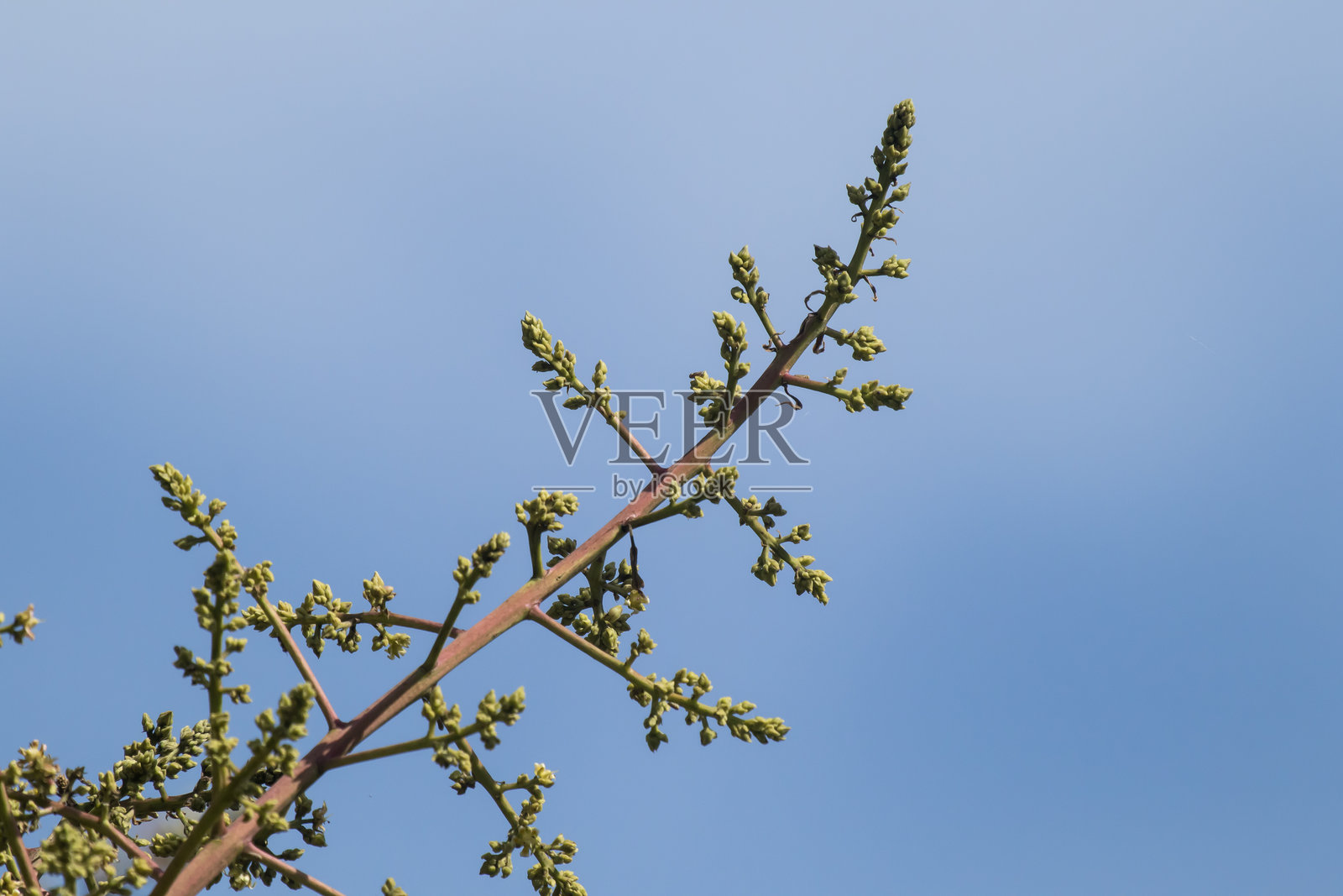小芒果树花朵照片摄影图片