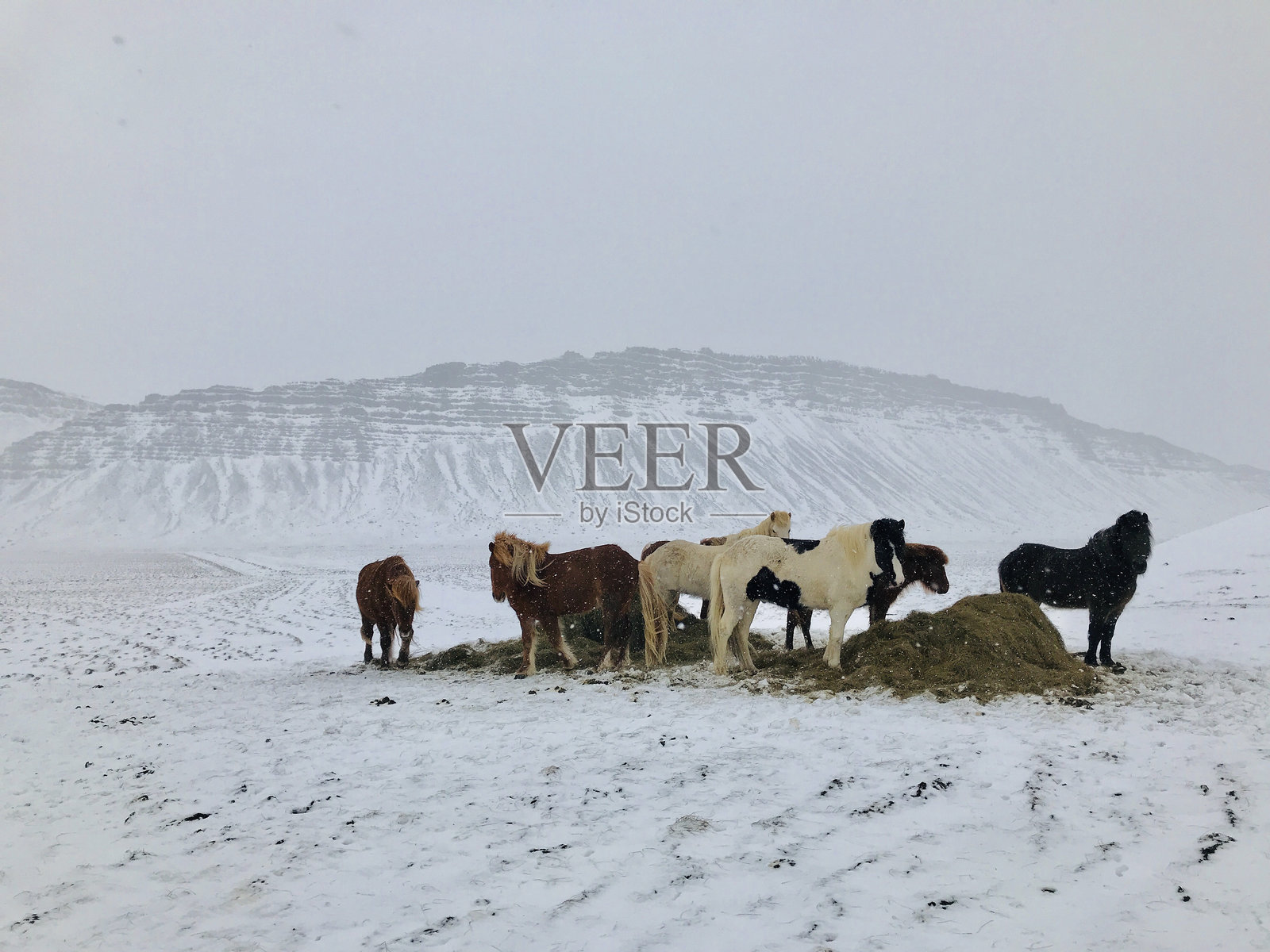 动物照片摄影图片