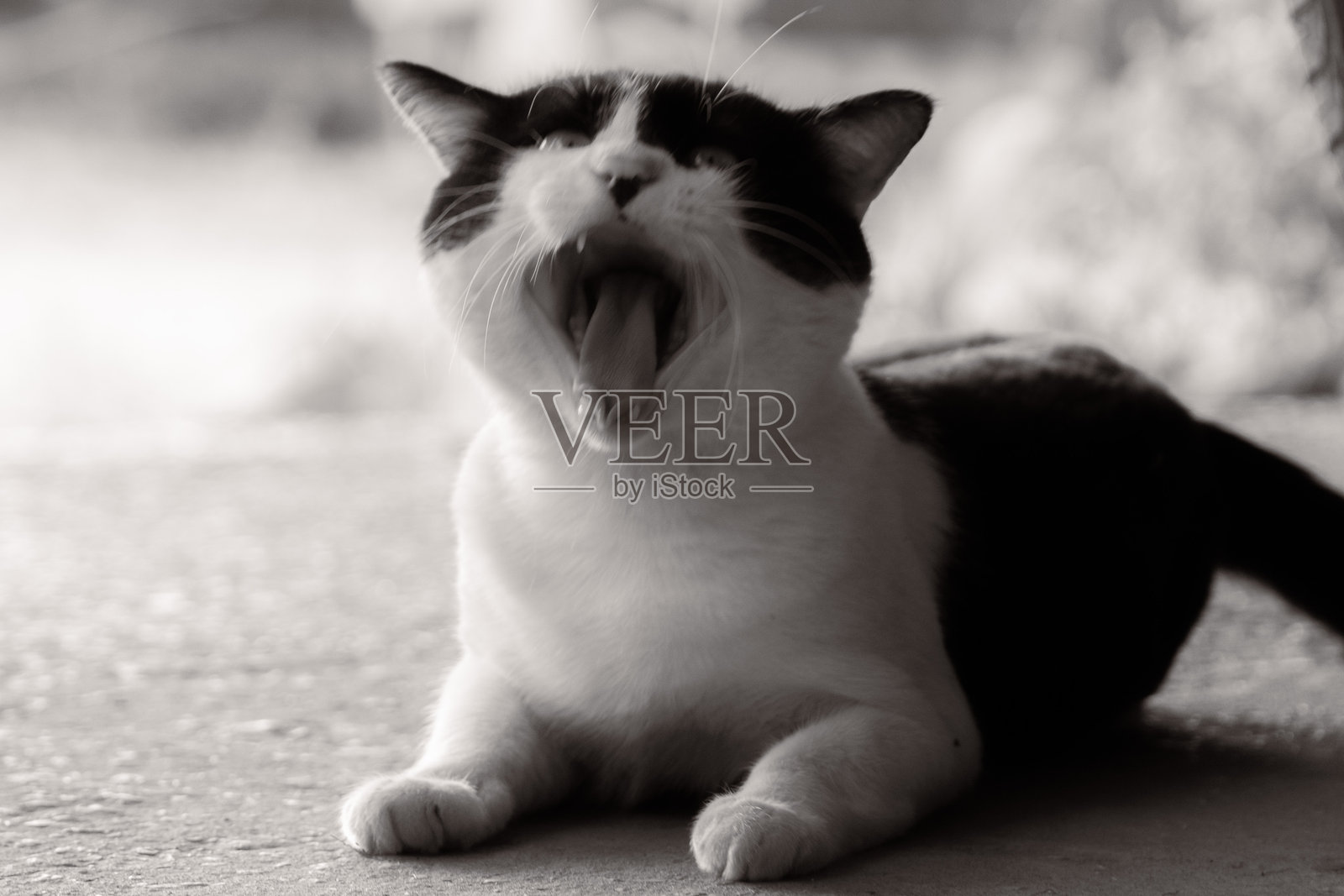 黑白猫在路面上摆姿势照片摄影图片