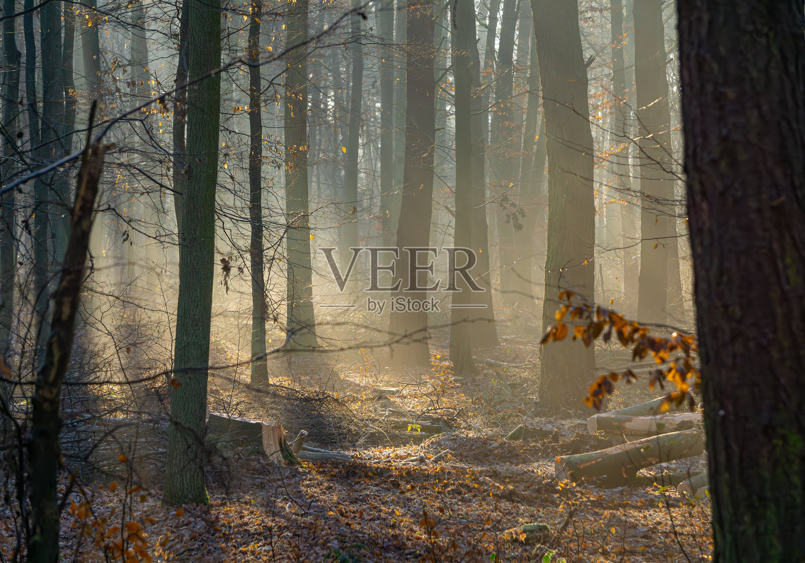 神奇的冬季和秋季森林,霜冻和雾气弥漫。阳光透过树木洒在森林中。自然条件下的森林日出。温暖的阳光穿过树木。光线的条纹。森林中的早晨,冬季季节。照片摄影图片