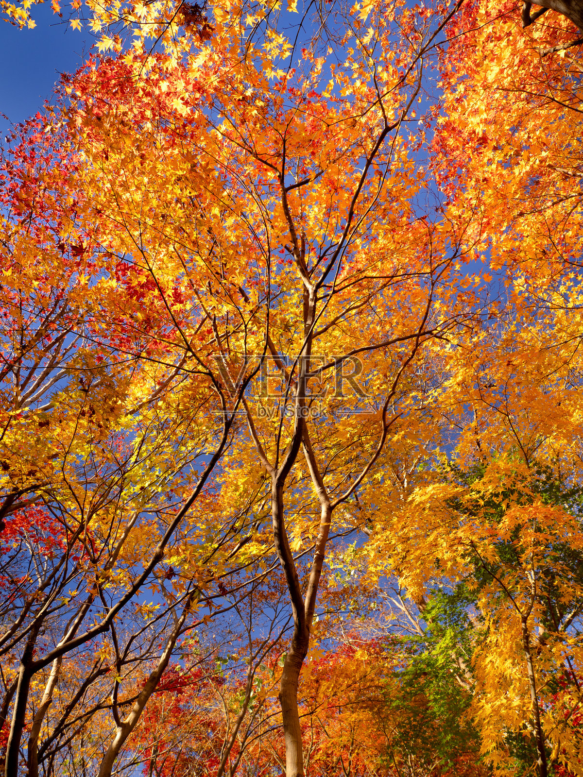 秋天叶子的日本枫树照片摄影图片