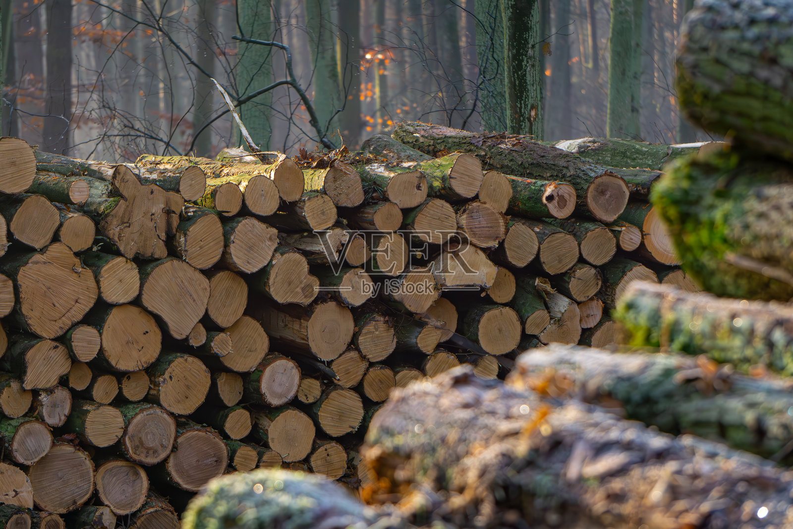 神奇的冬季和秋季森林,霜冻和雾气弥漫。阳光透过树木洒在森林中。自然条件下的森林日出。树间温暖的阳光。光线条纹。砍伐的树木,木材原木。照片摄影图片