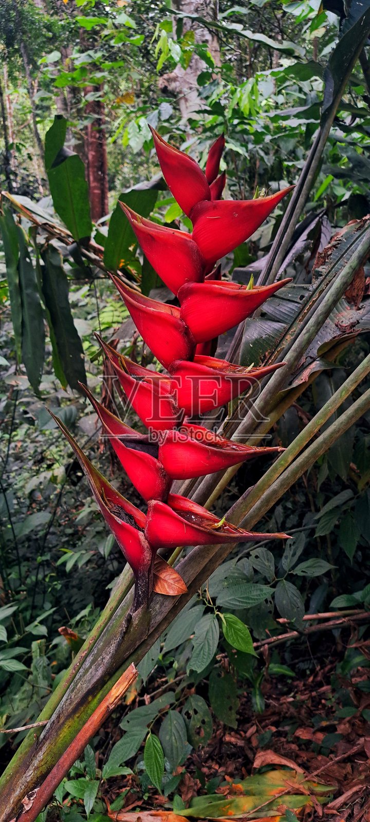 红花与绿色叶子的特写镜头照片摄影图片