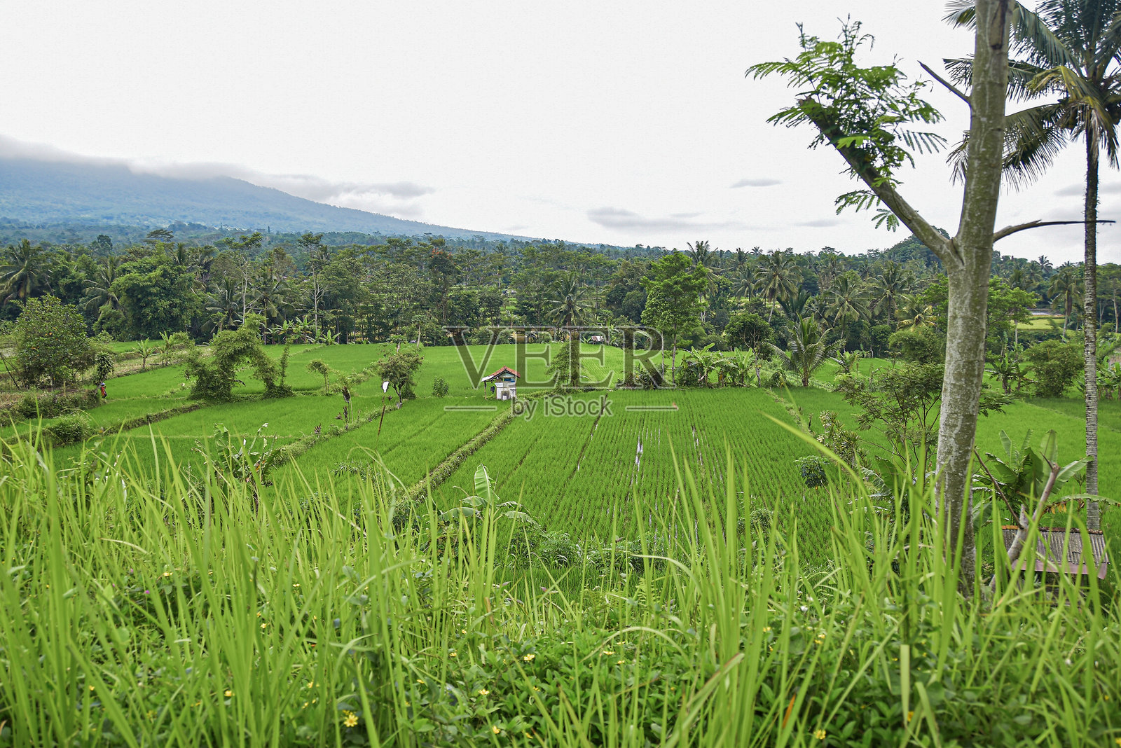 从远处看,绿色稻田中间的自然风光和小屋。照片摄影图片