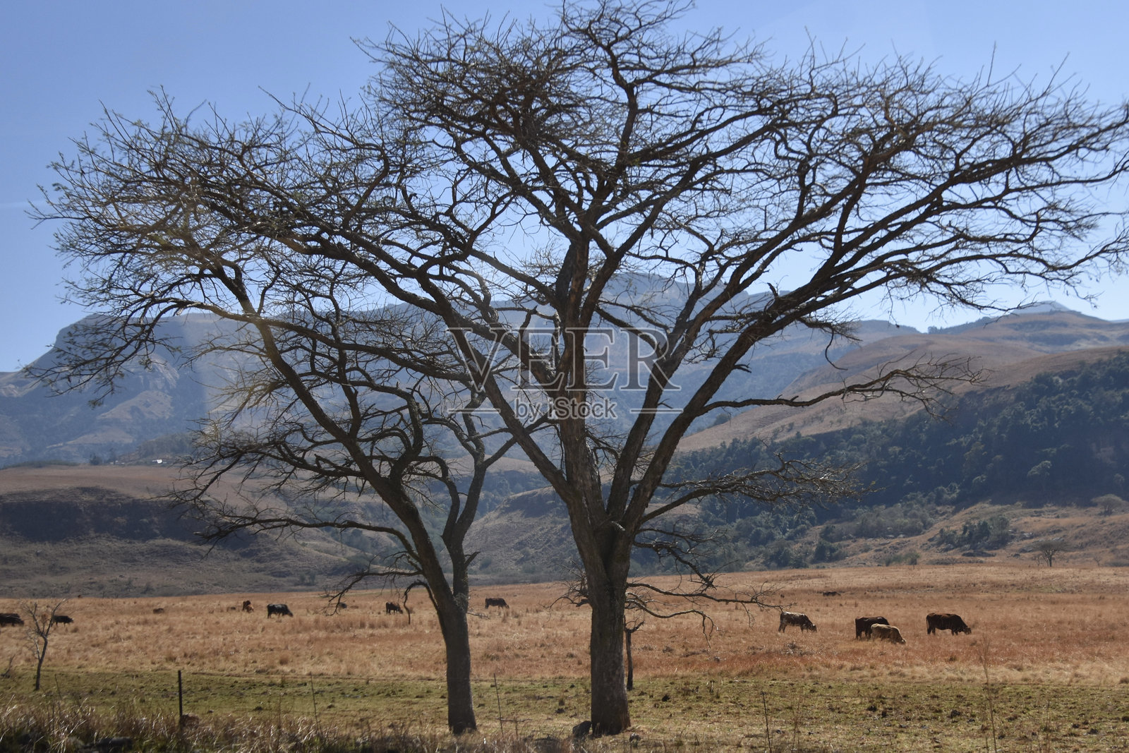南非夸祖鲁-纳塔尔地区的草原上有非洲树木和山脉照片摄影图片