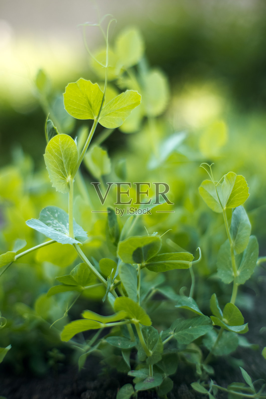 花园豌豆。照片摄影图片