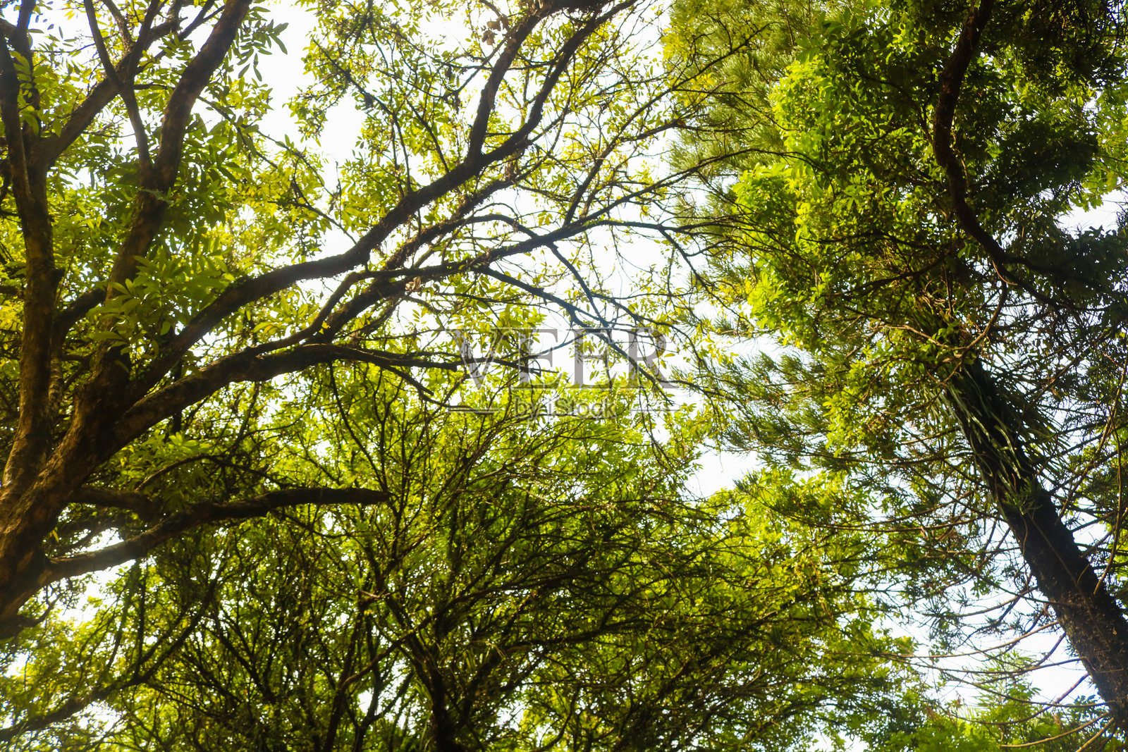 树上满是叶子的背景与天空照片摄影图片