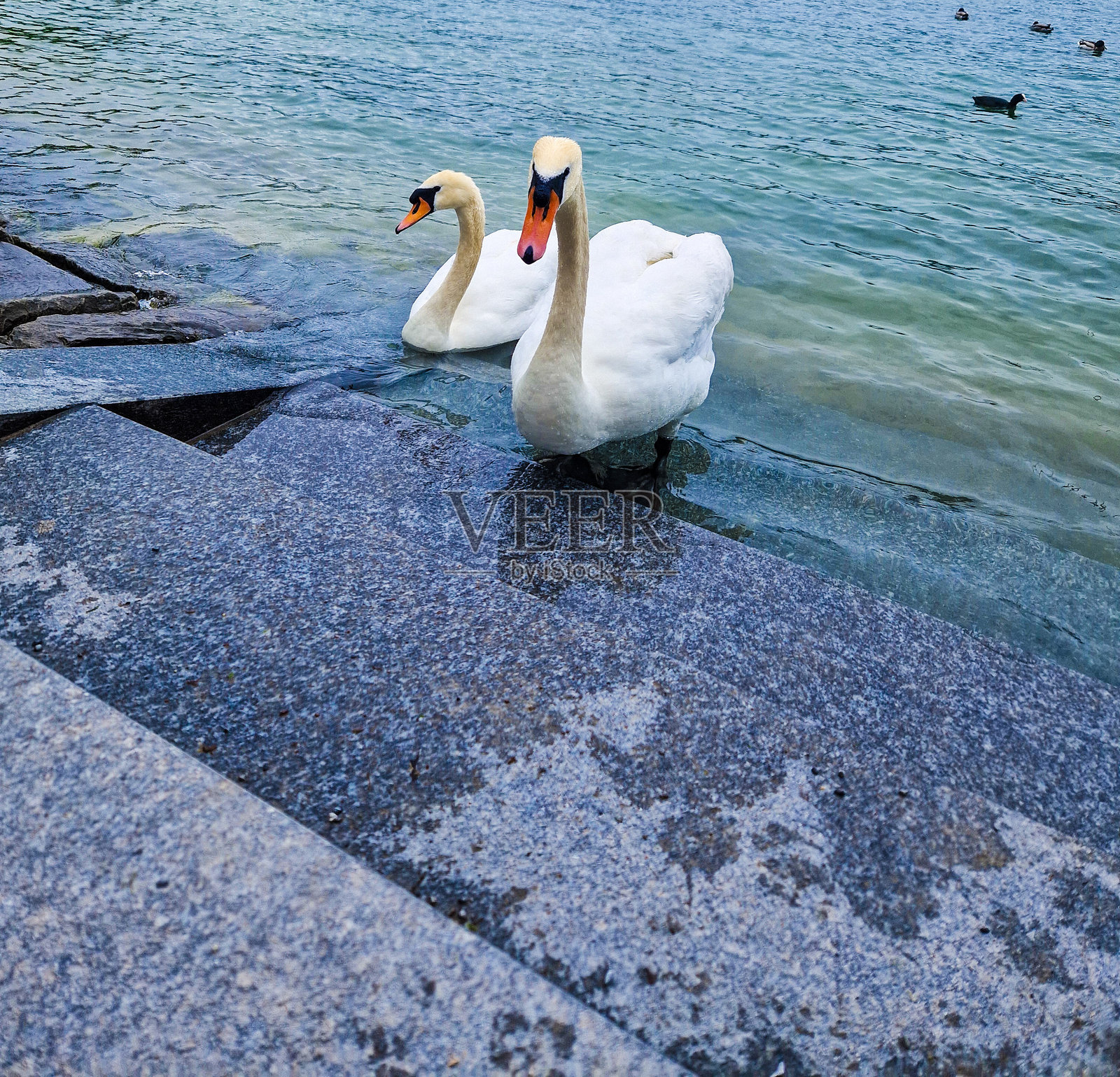 天鹅照片摄影图片