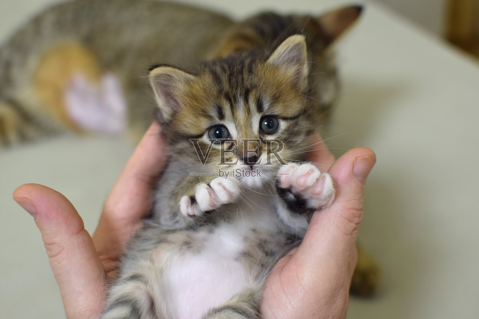 一个男人手里抱着一只可爱的小猫。毛茸茸的库里尔短尾猫,尾巴很短。照片摄影图片