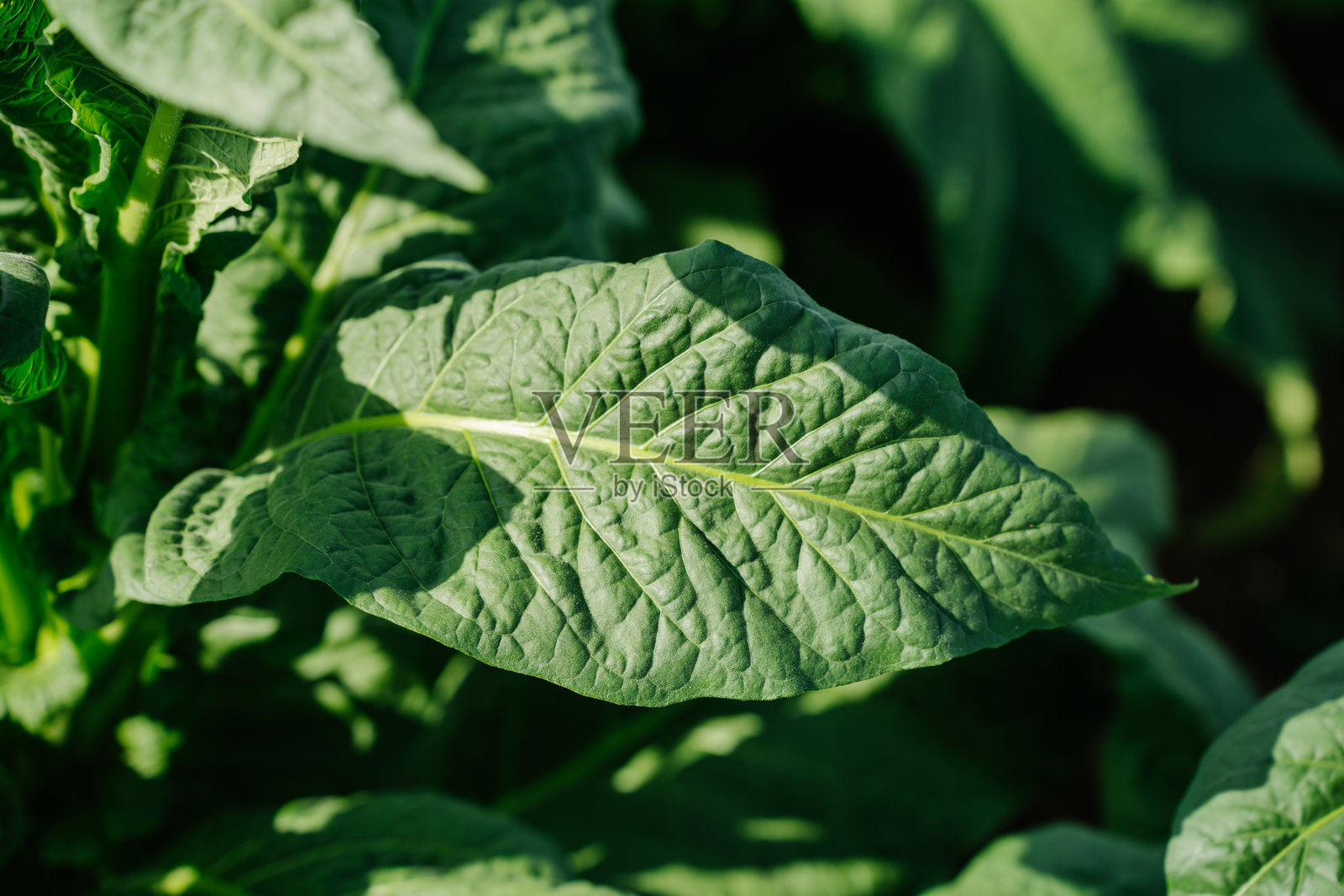 烟草种植园,新鲜的烟草叶照片摄影图片