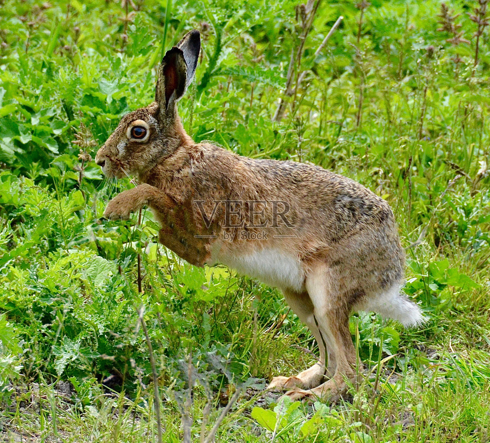森林中兔子的特写镜头照片摄影图片