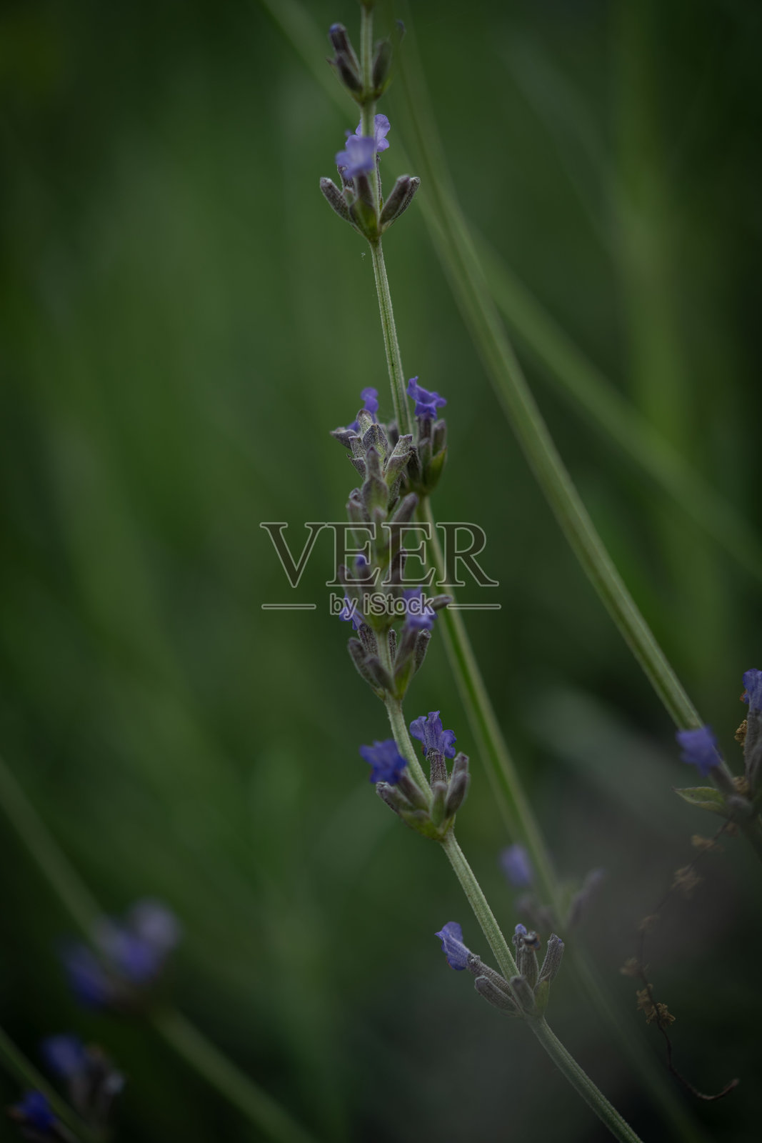花卉摄影,捕捉盛开的全貌或静谧的花蕾与凋零阶段。照片摄影图片