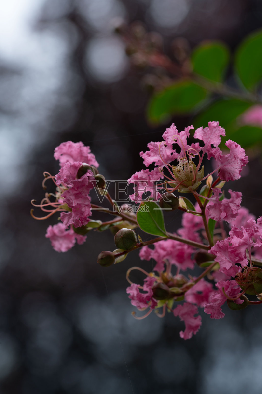 花卉摄影,捕捉盛开的花朵或静谧的花蕾与凋谢的阶段。照片摄影图片