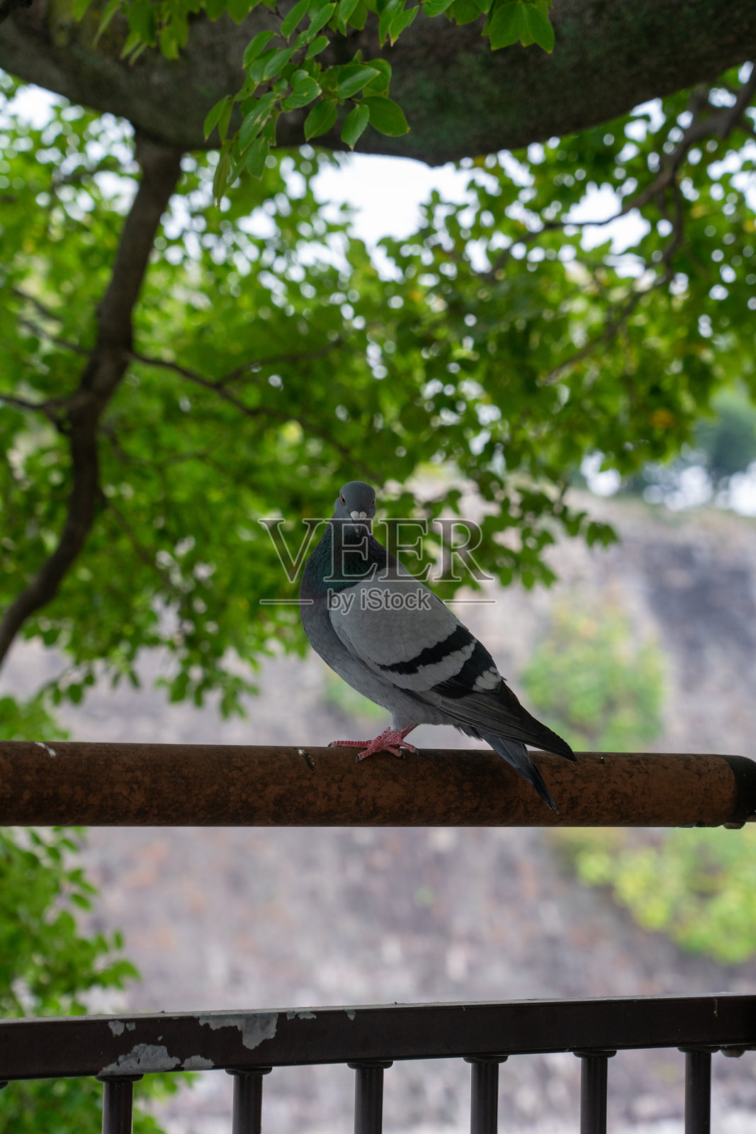 大阪公园里鸽子的特写镜头照片摄影图片