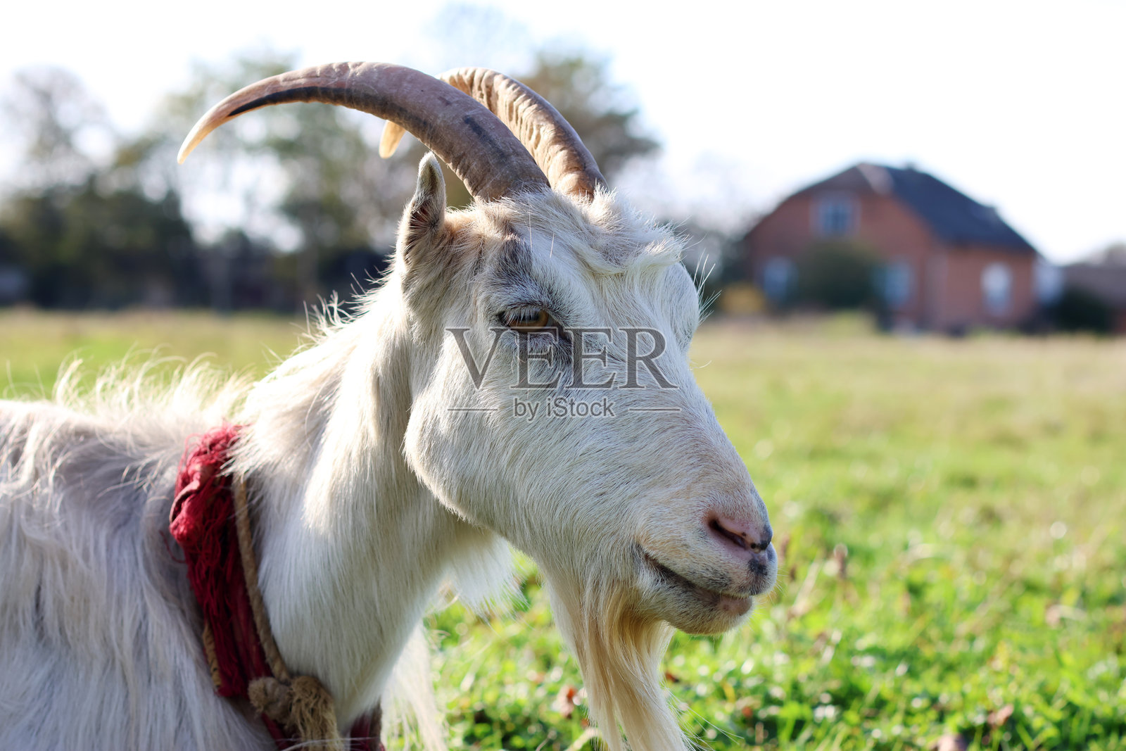 山羊在草地上吃草。农业。山羊的护理。照片摄影图片