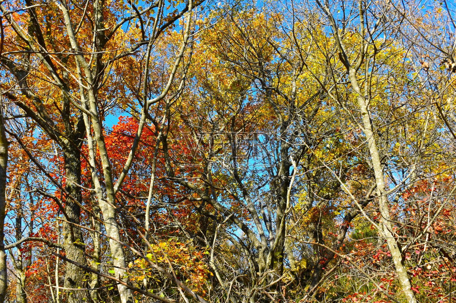 五彩斑斓的红黄秋季森林背景照片摄影图片