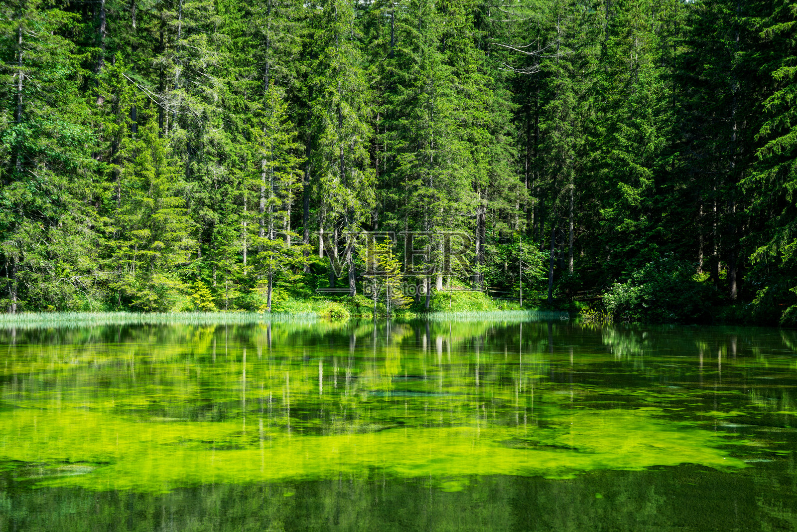 奥地利阿尔卑斯山的绿湖细节照片摄影图片