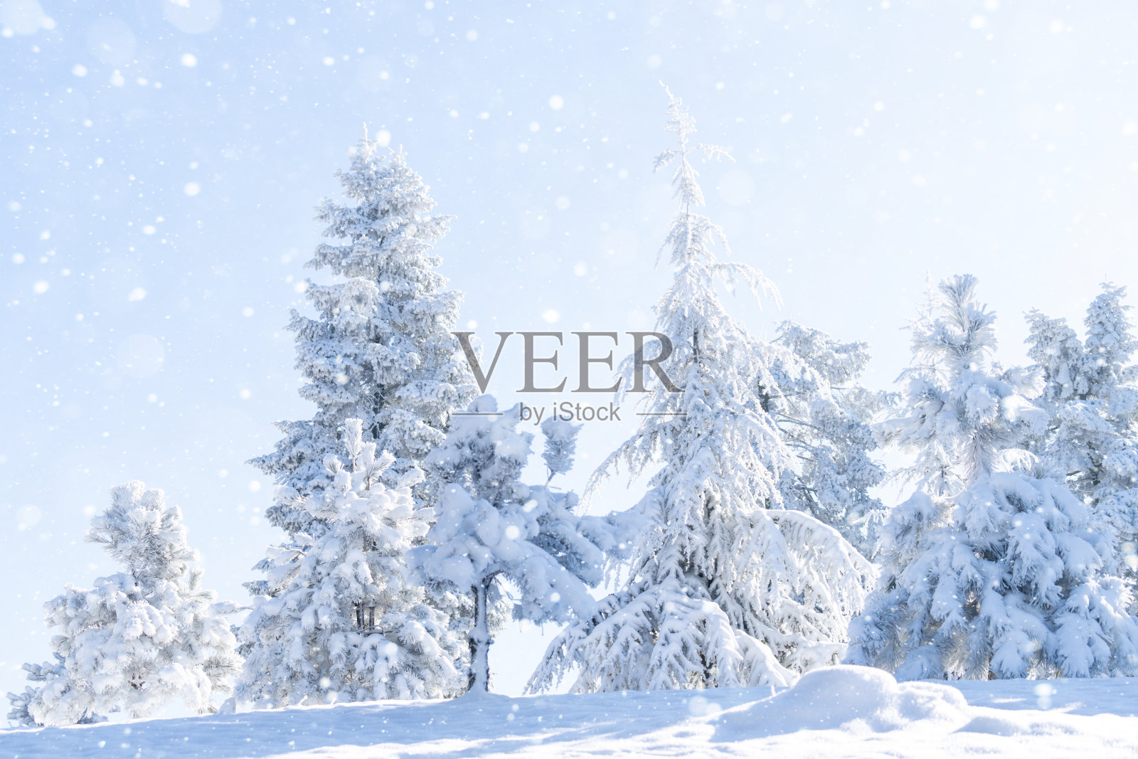 被雪覆盖的树木。冬季背景照片摄影图片