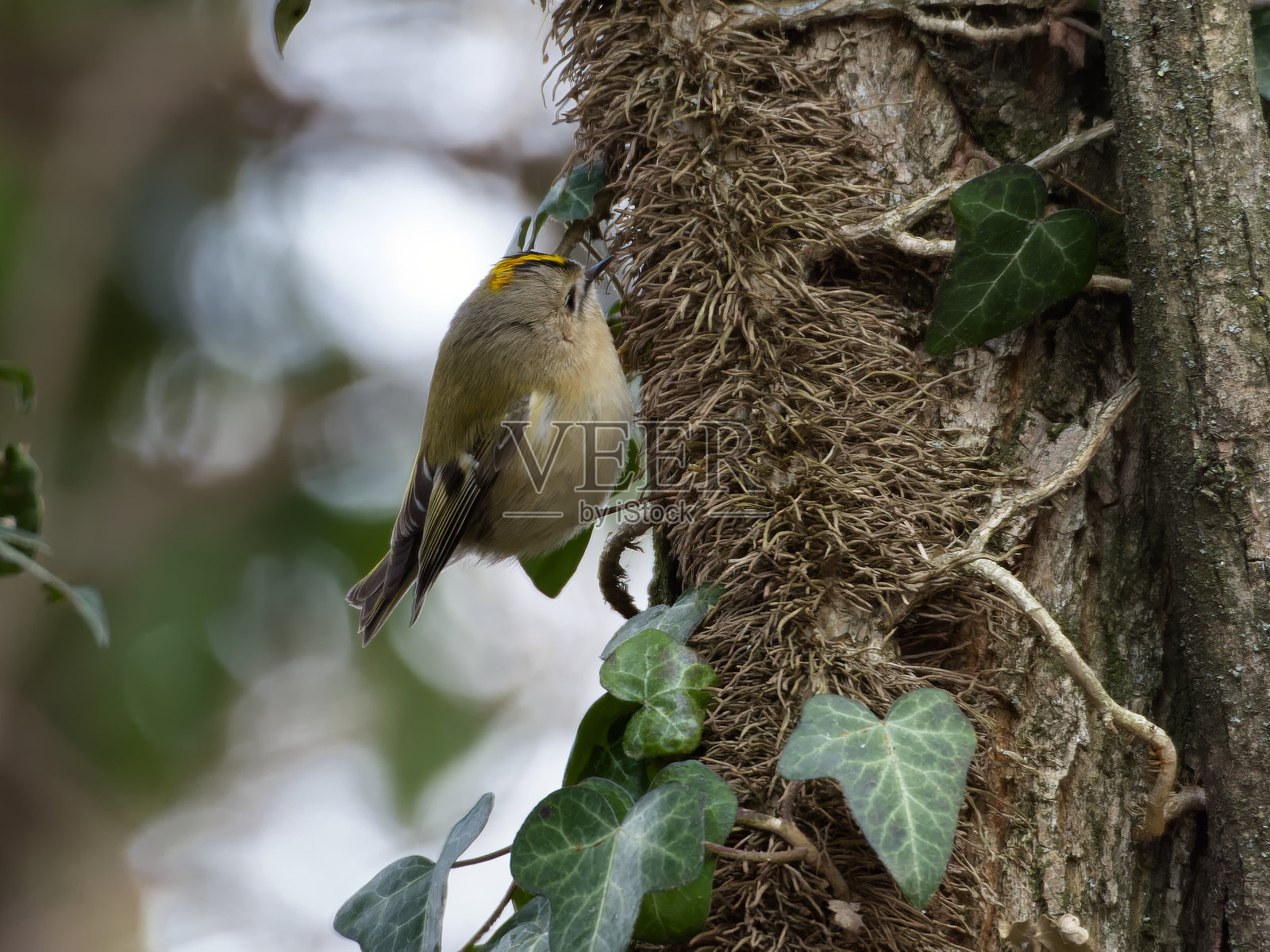 普通金翅雀 / Regulus regulus照片摄影图片
