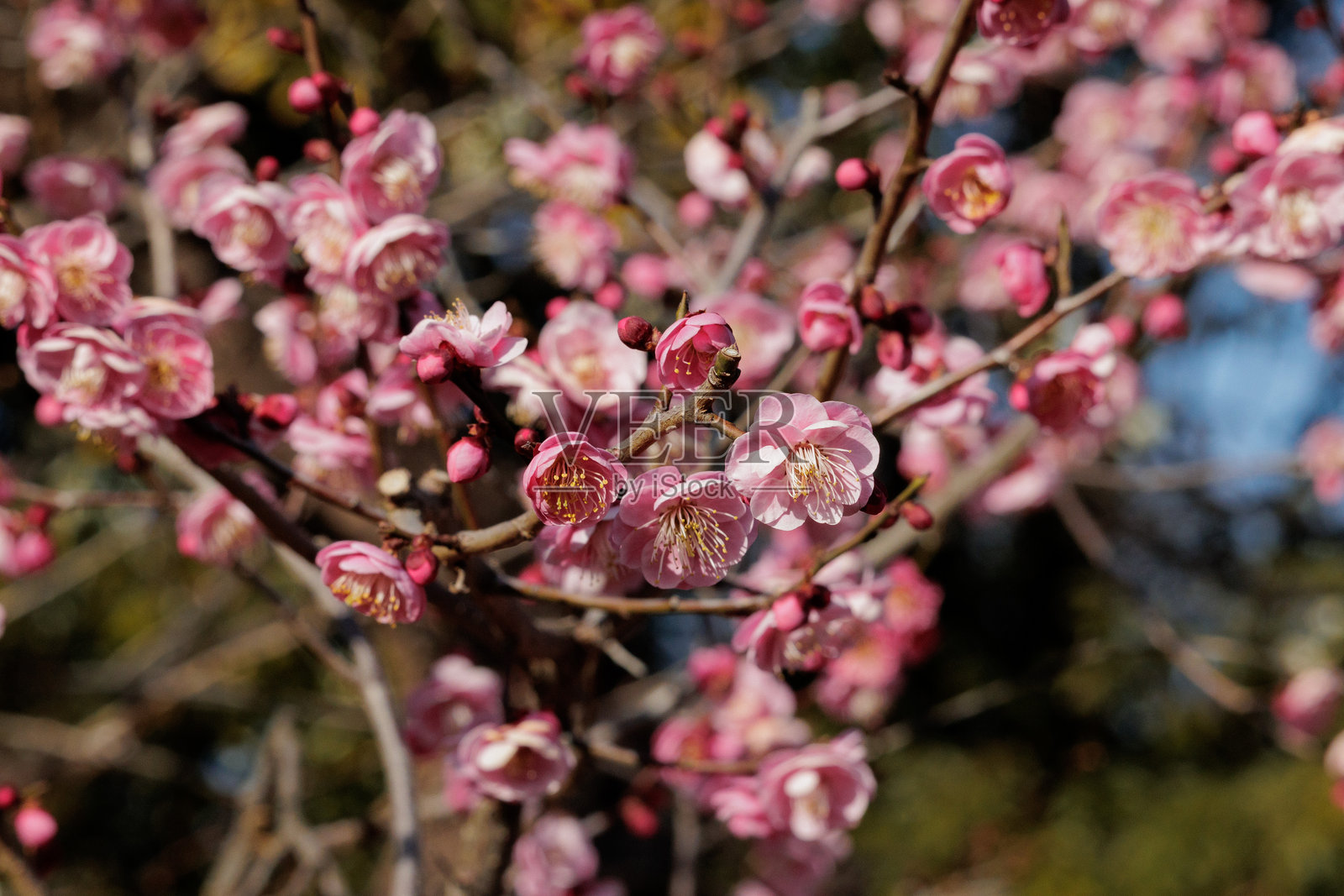 梅花照片摄影图片