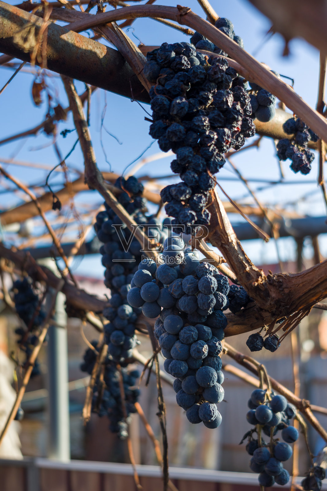 阳光下挂在藤上的干葡萄,秋季收获的遗迹。照片摄影图片