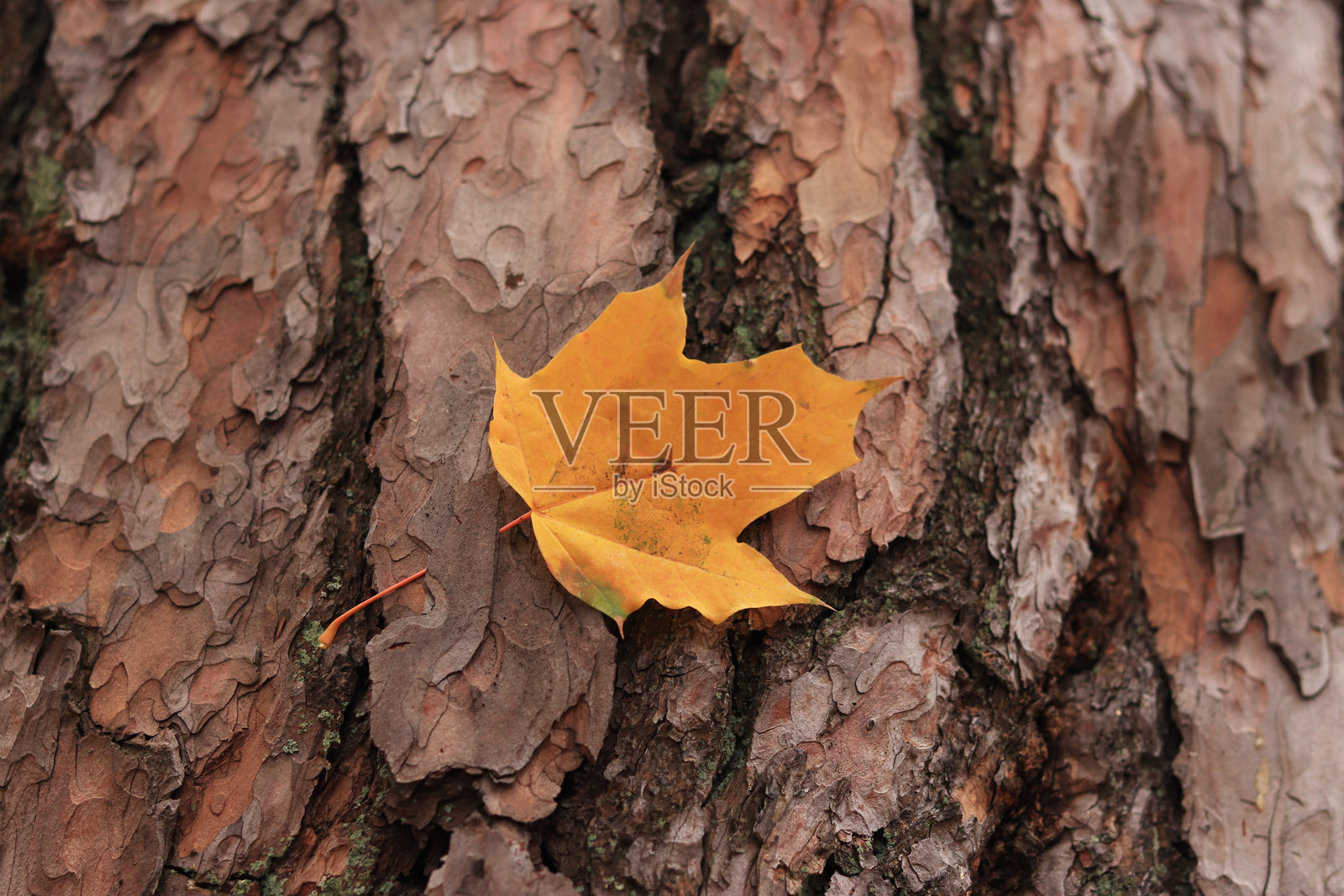 黄色秋叶映衬在松树树皮的背景上照片摄影图片