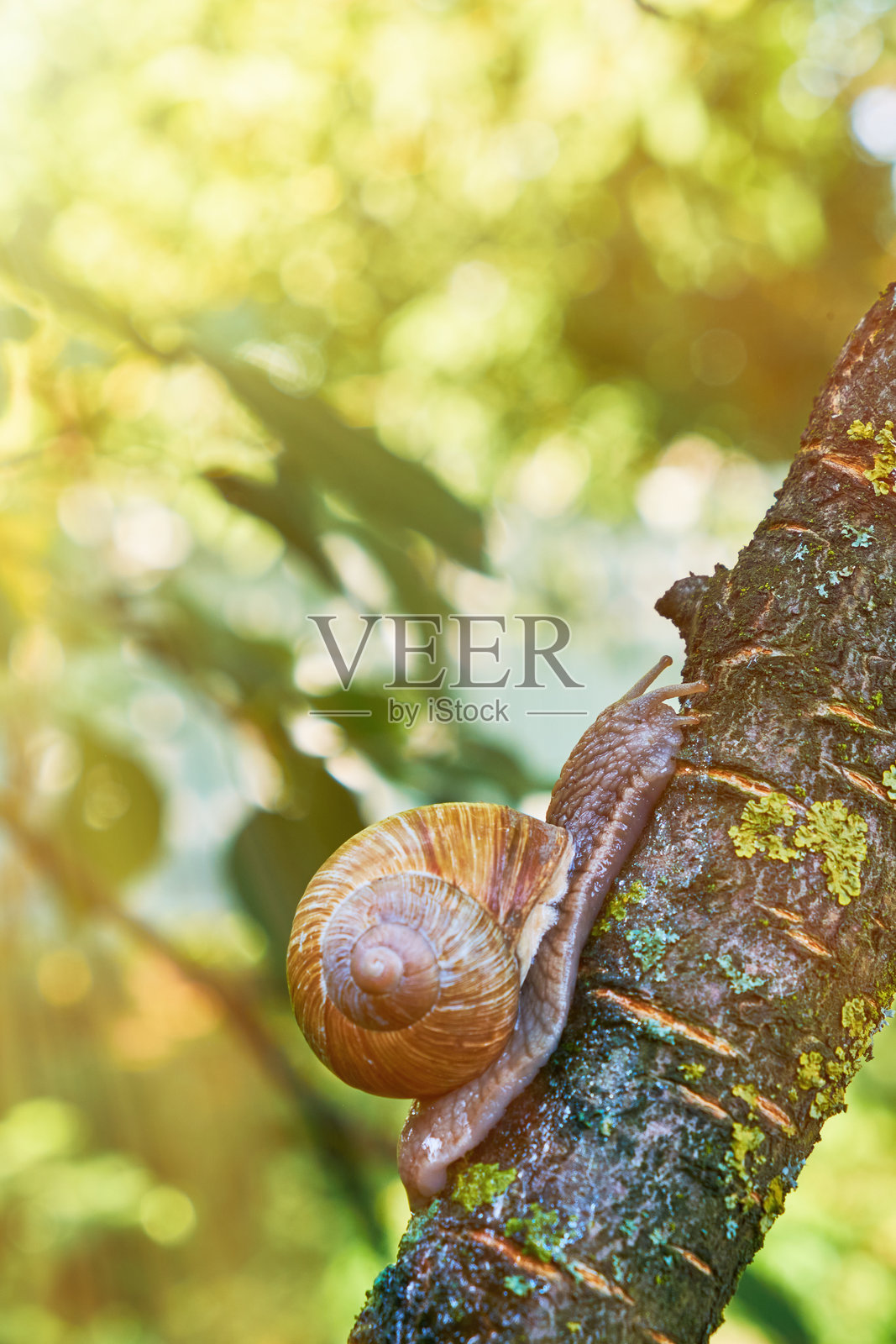 一只带有棕色螺旋壳的蜗牛在树枝上爬行,周围环绕着郁郁葱葱的绿叶。照片摄影图片