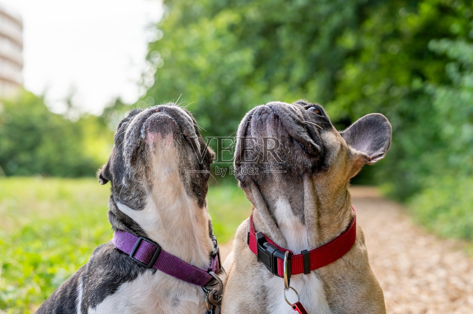 法国斗牛犬的肖像。照片摄影图片